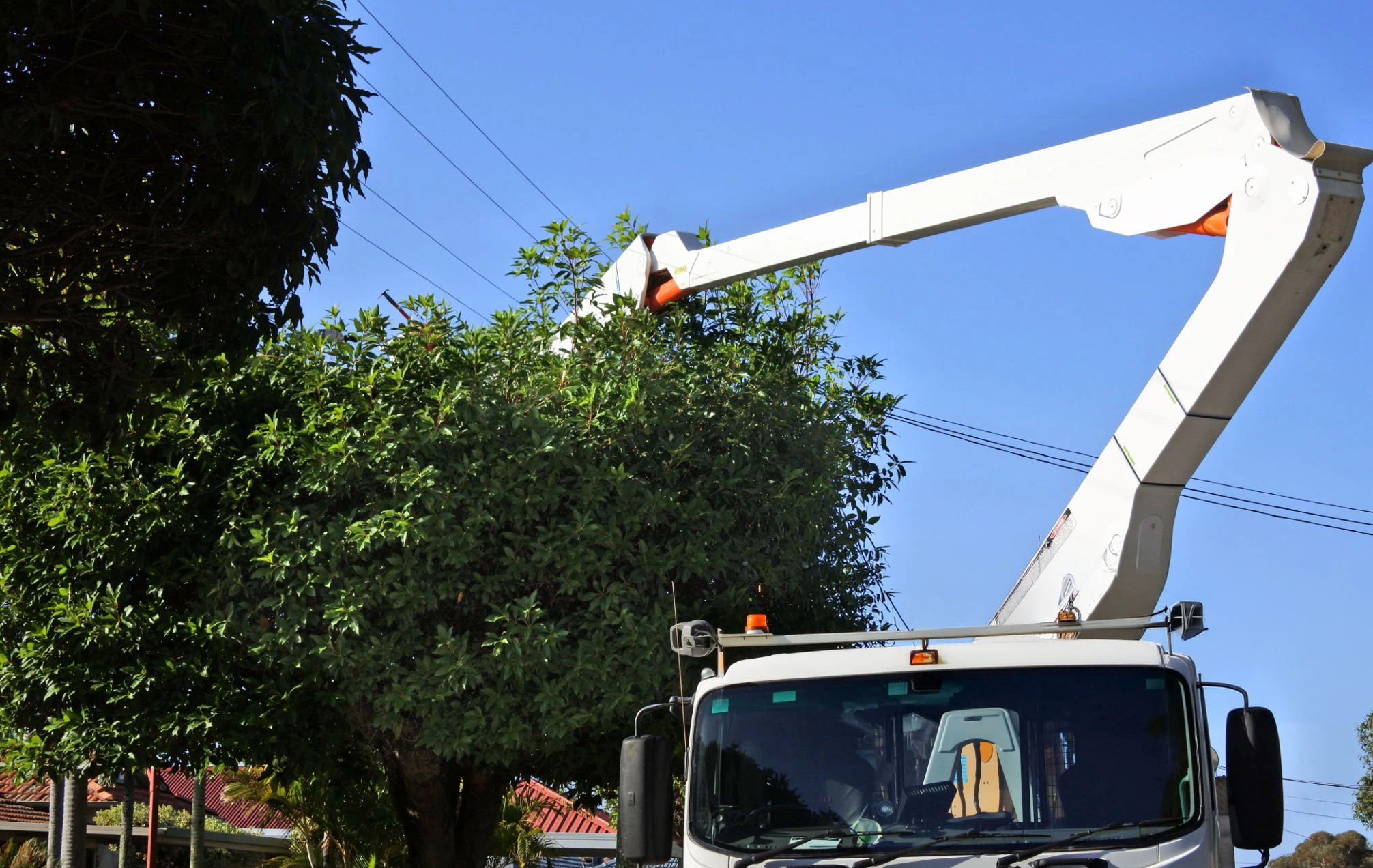 Tree Trimming & Pruning