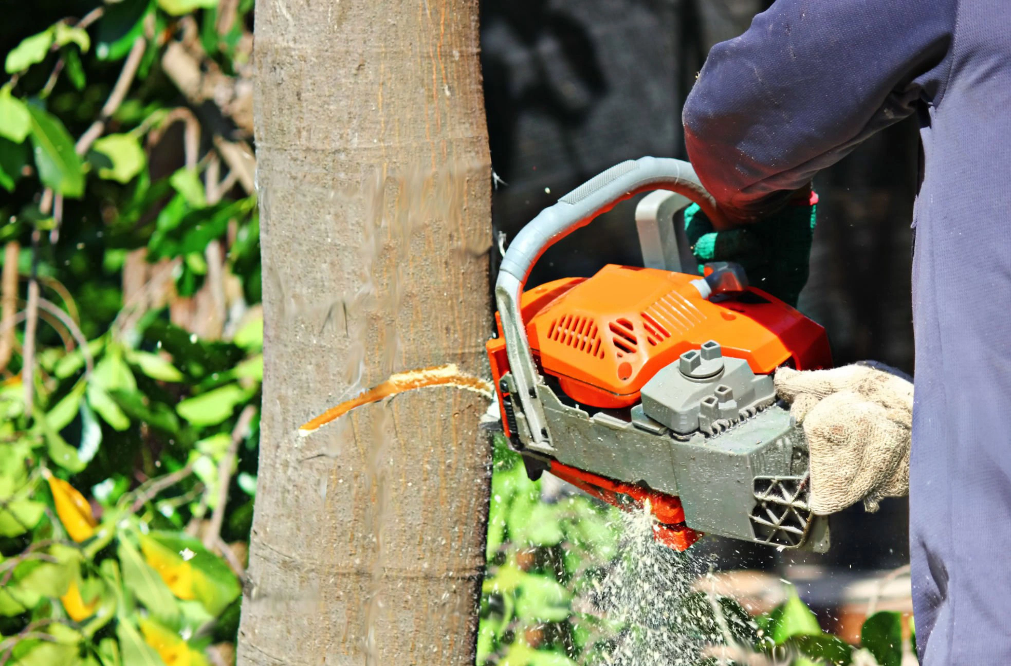 Palm & Tree Removals