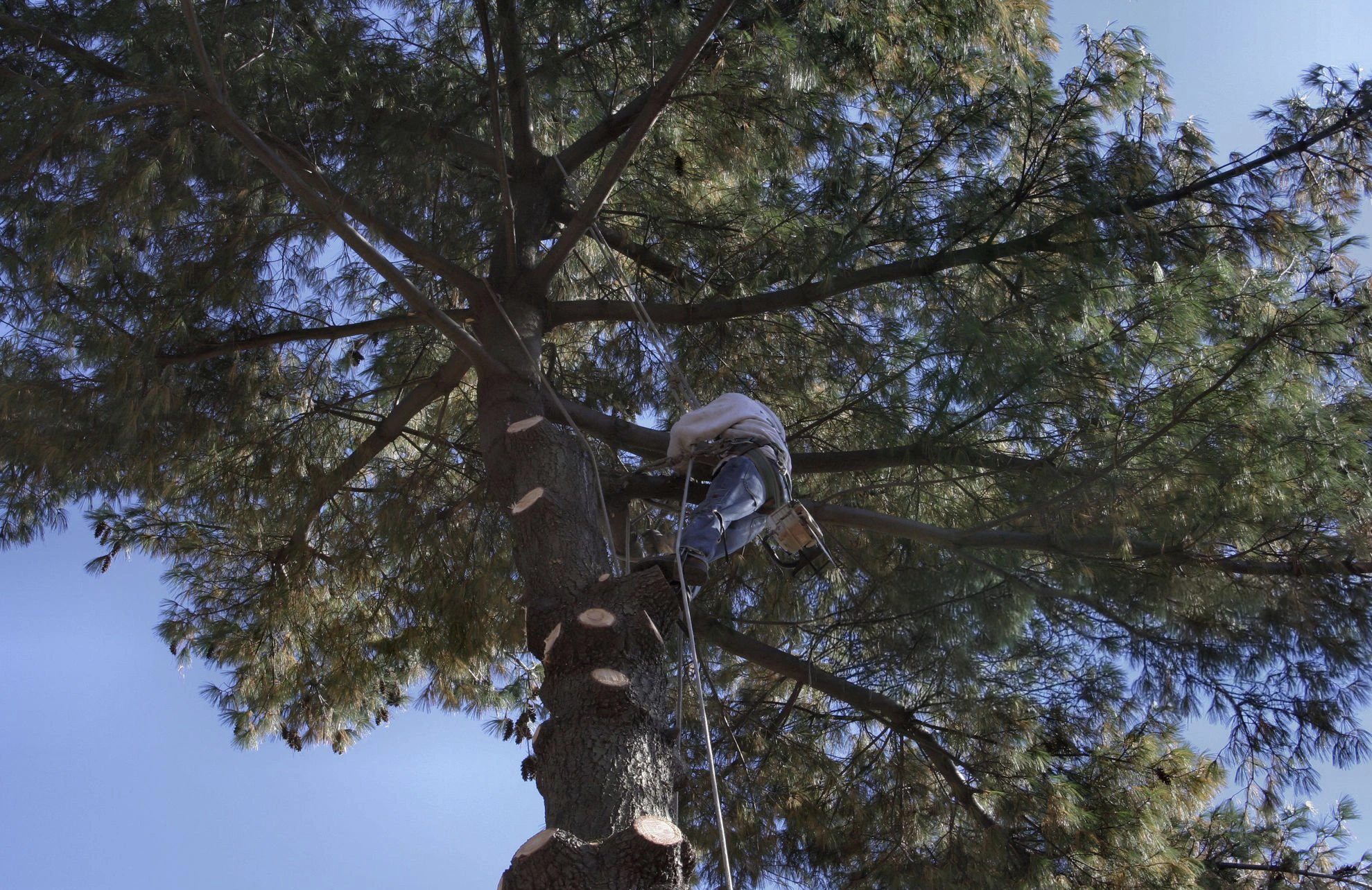 Tree service pruning work around a residential property in Orlando