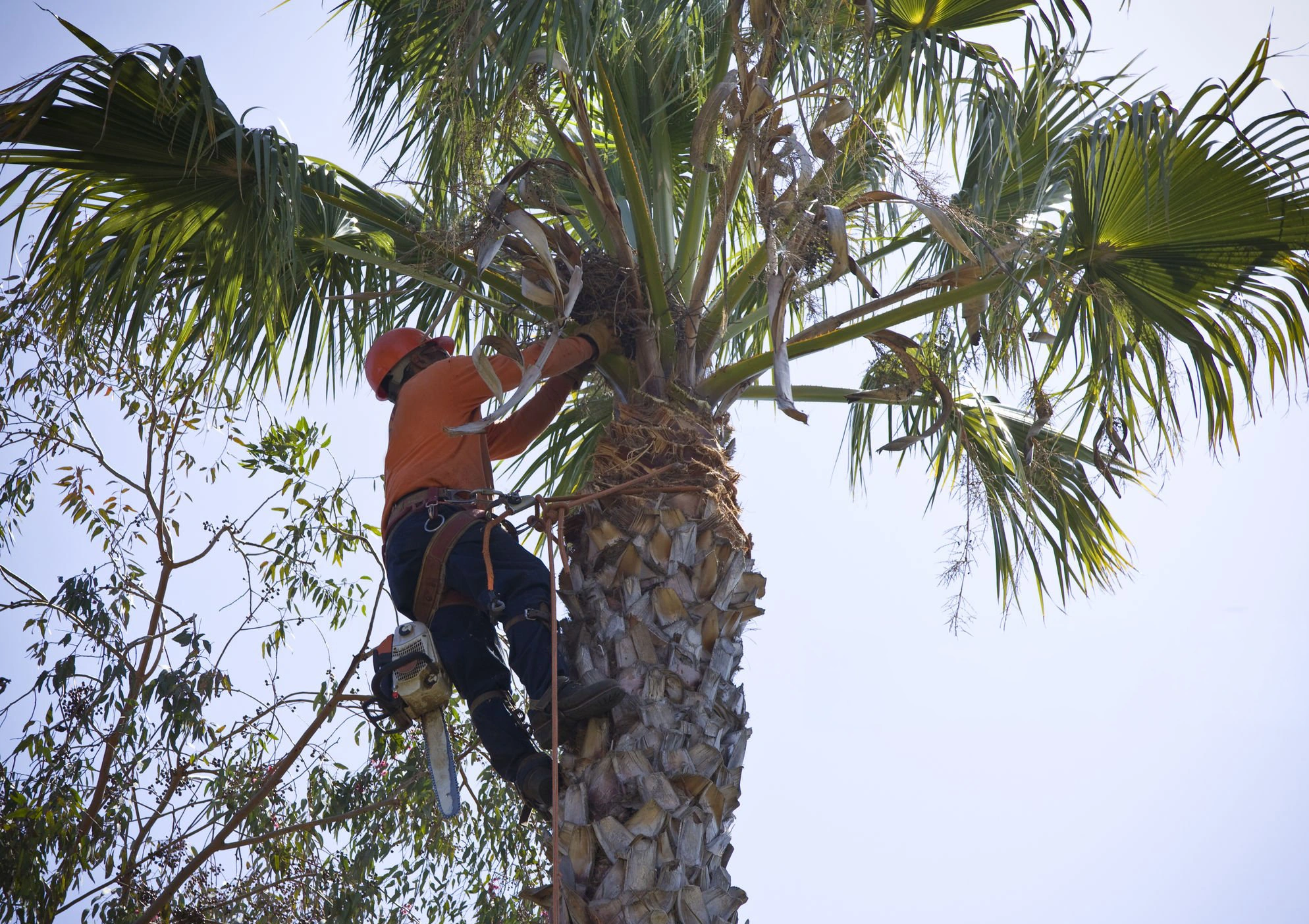 Palm Trimming