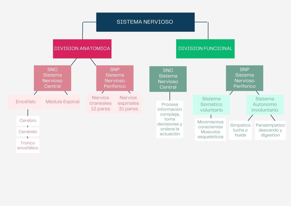 El sistema nervioso: central y periférico