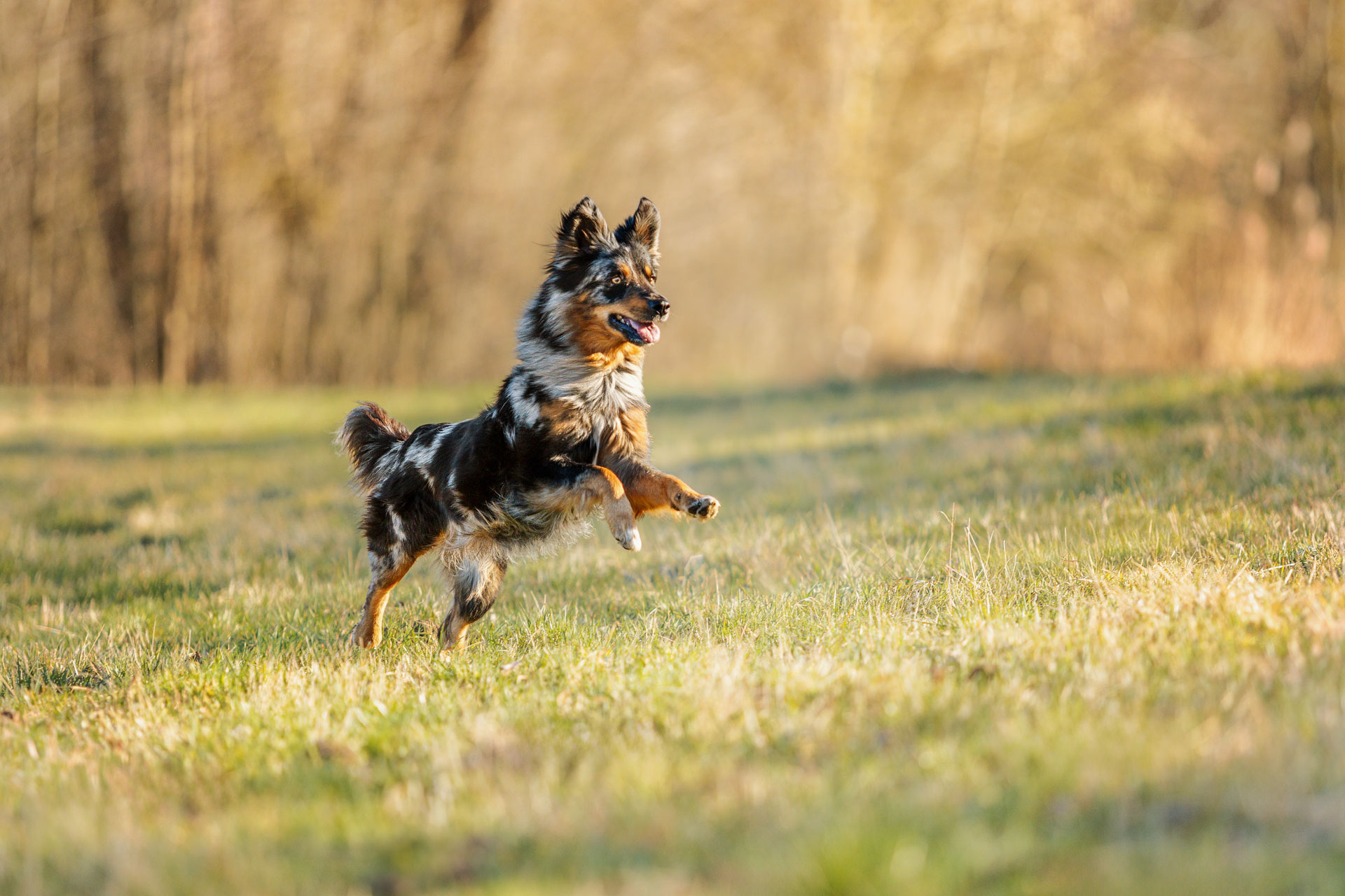 Freudig springender Australian Shepherd auf einer sonnigen Wiese
