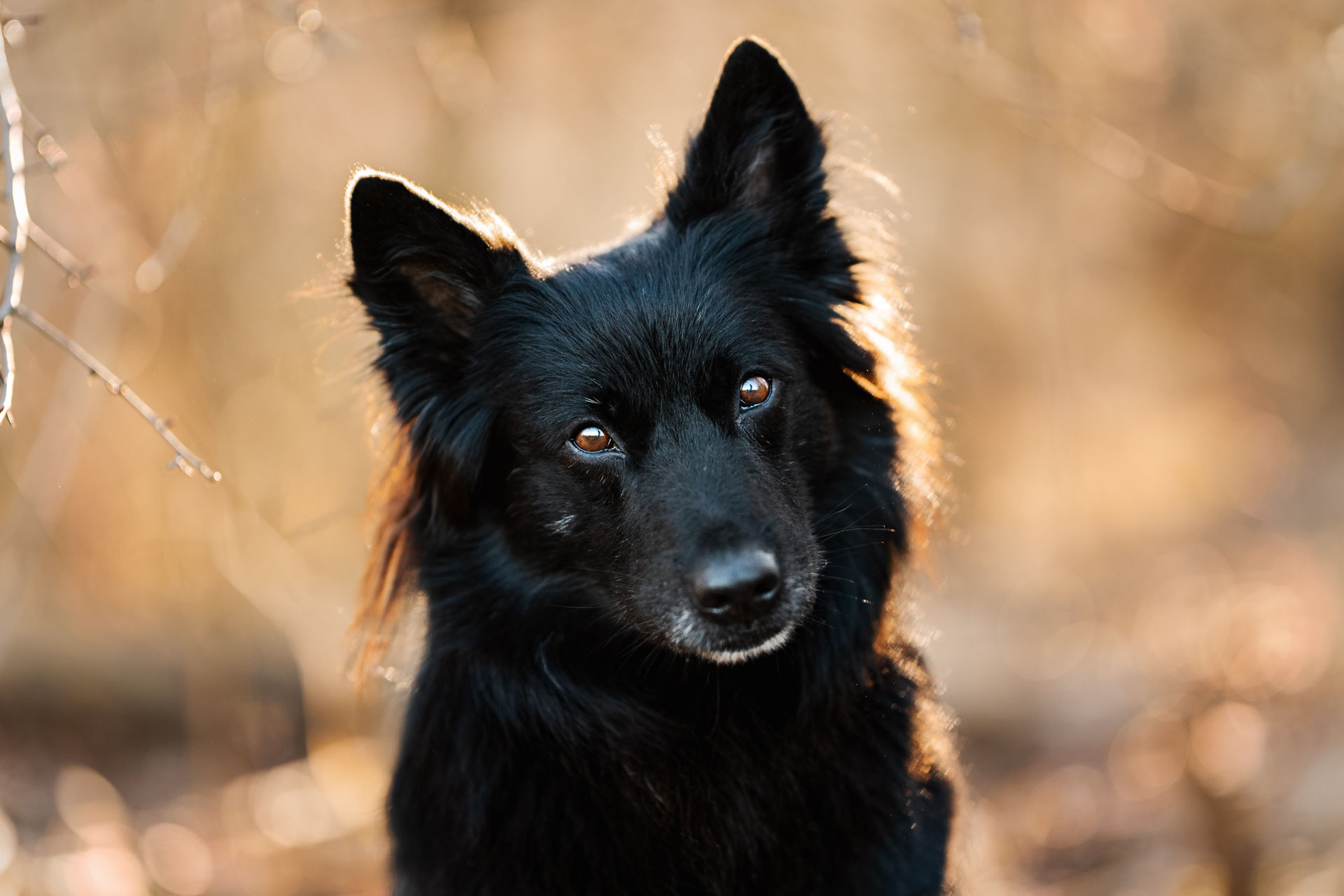 Aufmerksamer schwarzer Hund im Gegenlicht