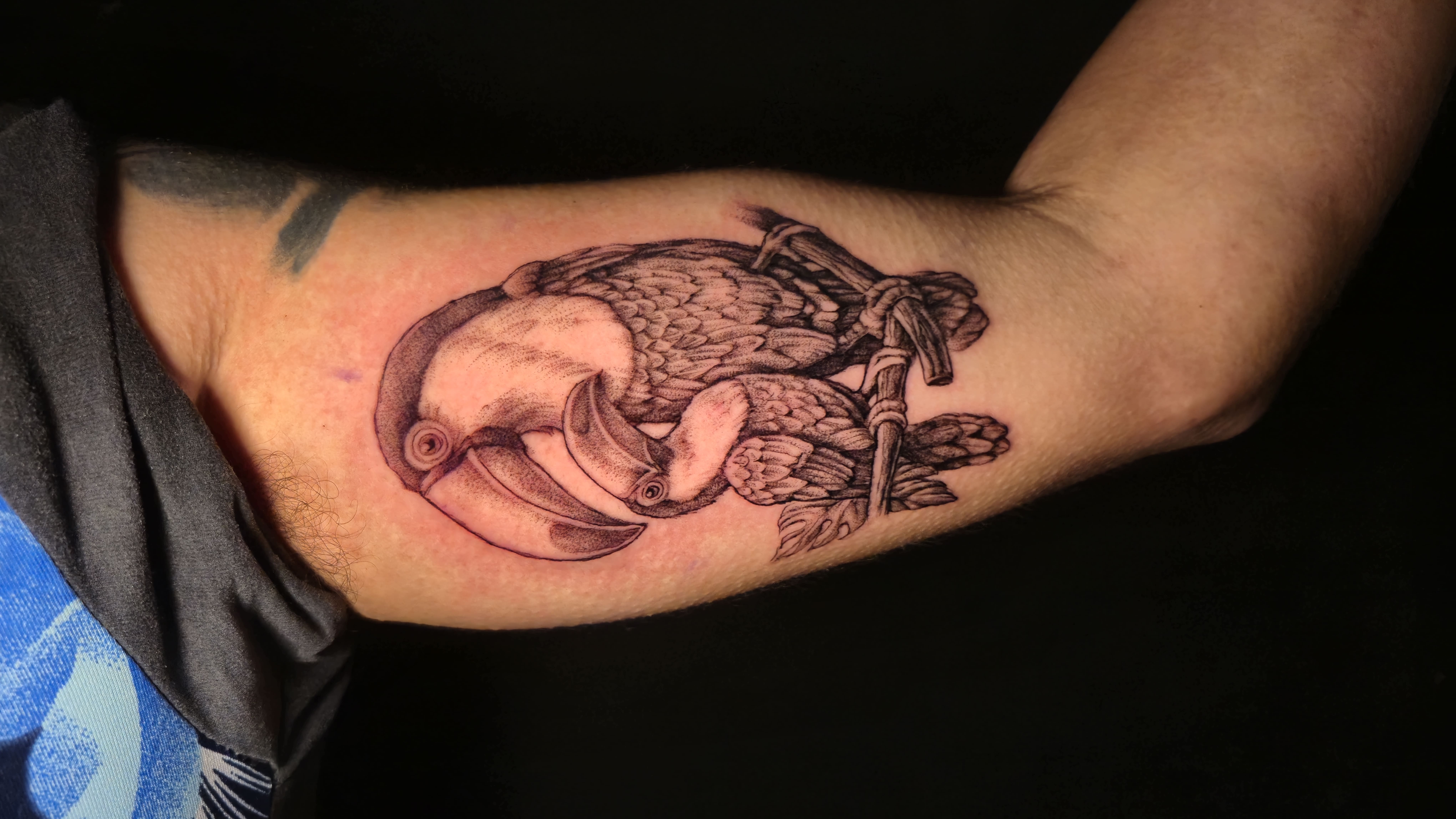 Tucano Botânico em Blackwork