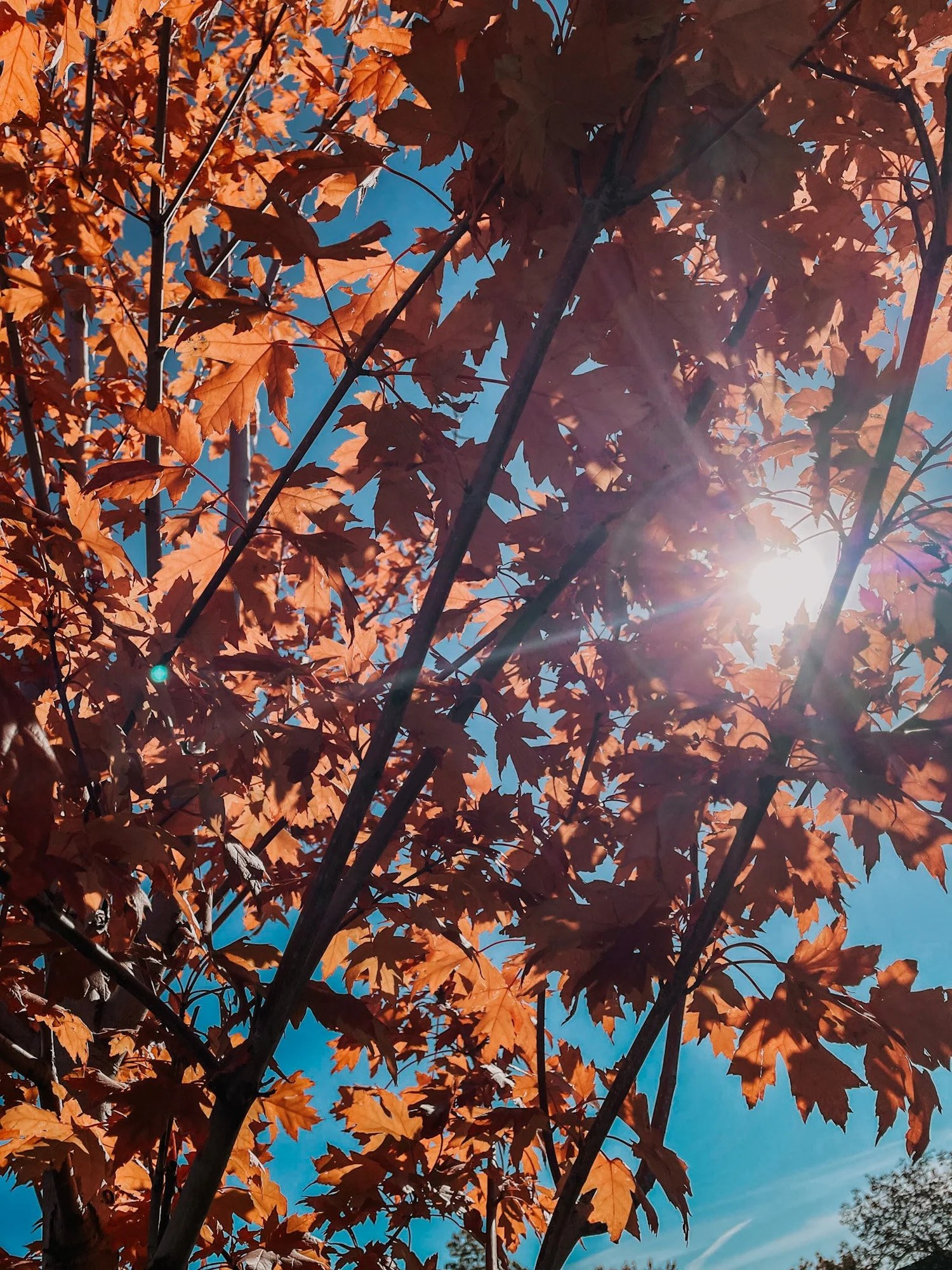 Plant Health Care — Reliable Tree Service LLC