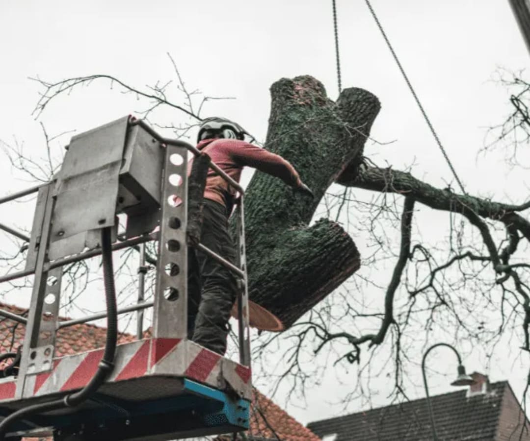 Arborist rigging and cutting heavy tree trunk section from bucket lift
