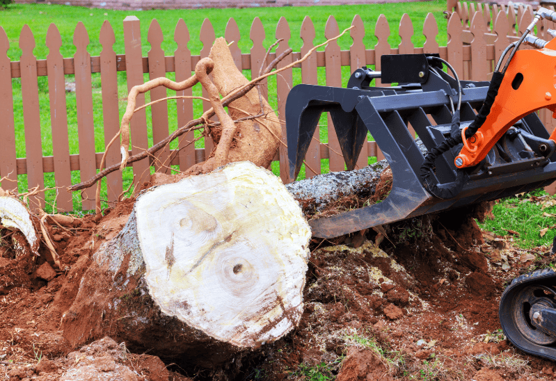 Compact excavator handling tree stump removal on residential lawn in Central Coast