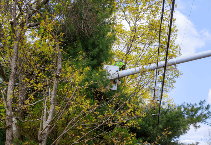 Arborist in bucket lift boom safely pruning tree branches away from overhead power lines