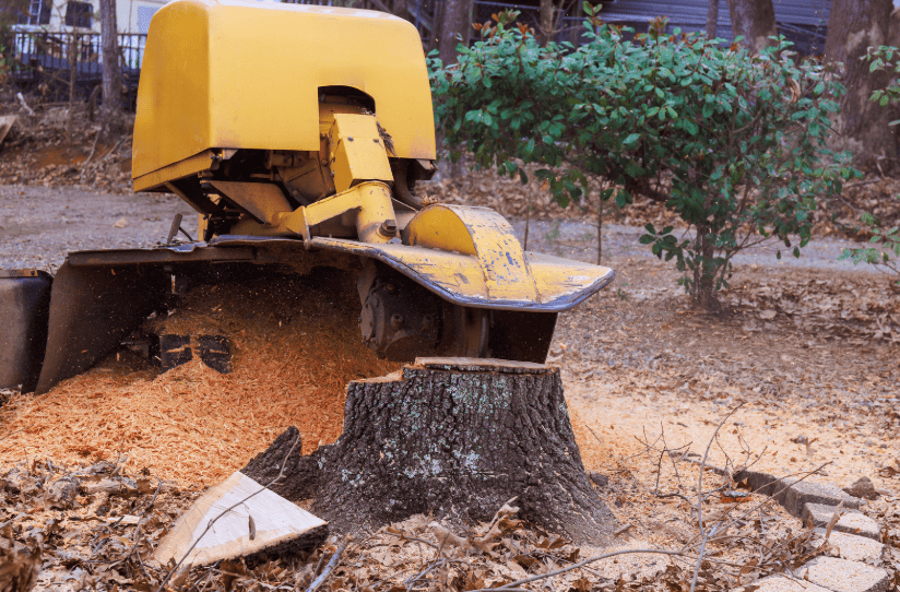 Stump grinder cutting wheel excavating tree stump and root system on residential lawn