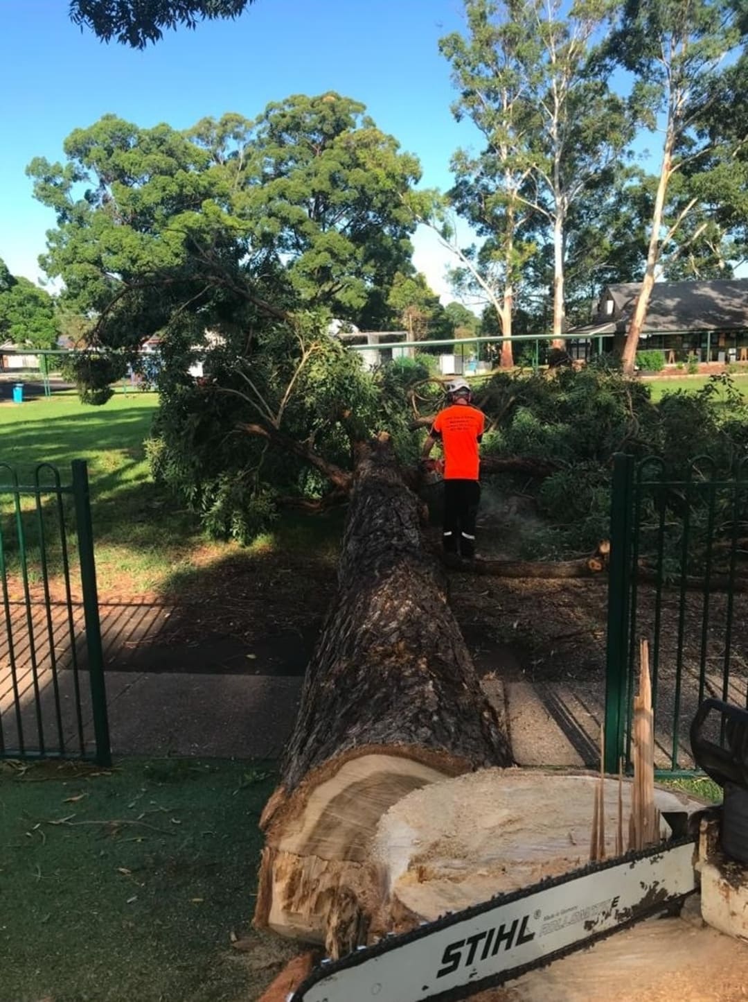 Tree removal job with large felled trunk and chainsaw on site
