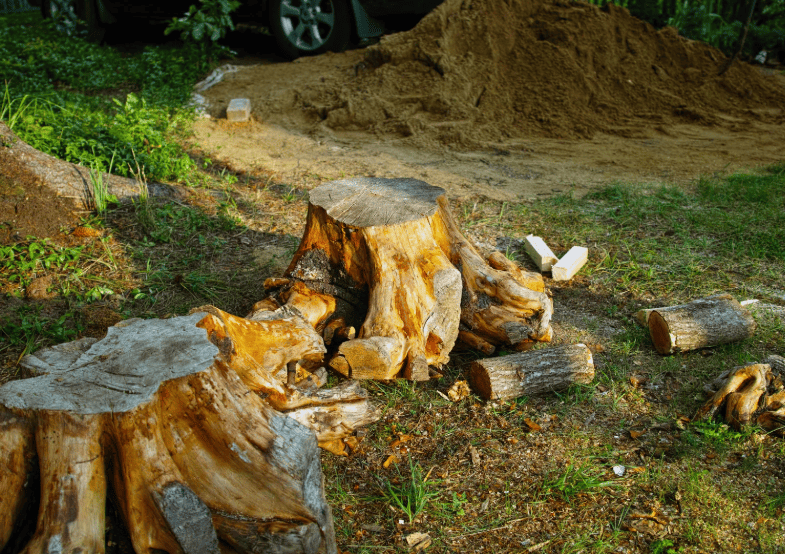 Tree stumps and cut timber logs after tree removal in Lake Macquarie