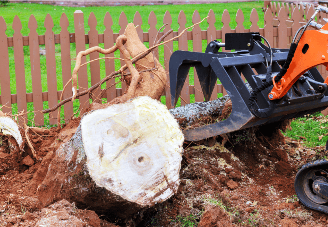 Stump removal machinery excavating large stump and root ball