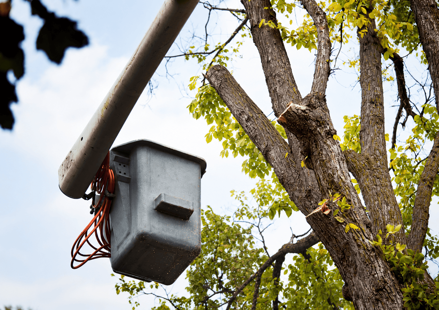 Tree lopping and canopy reduction using bucket lift