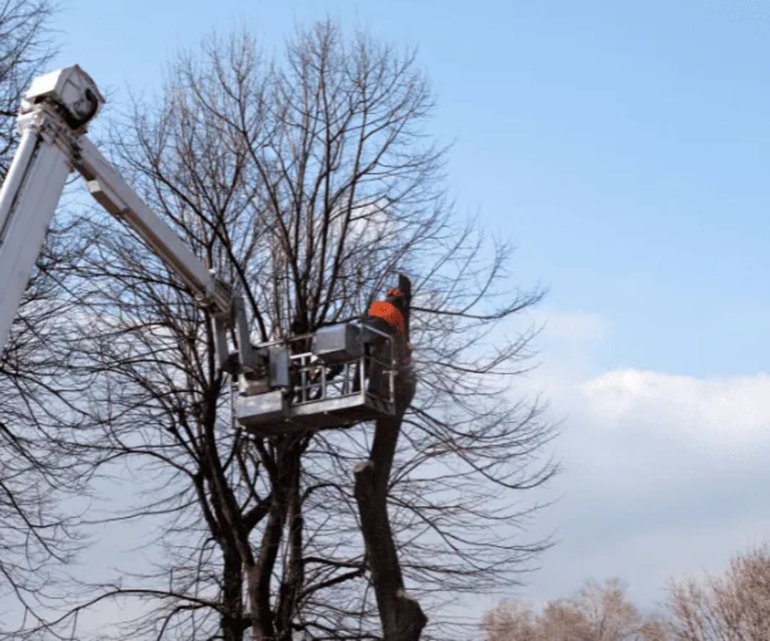 Arborist working high in tree canopy from bucket lift