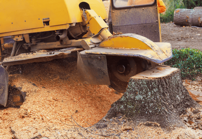 Commercial stump grinder machine grinding down tree stump in Cooranbong