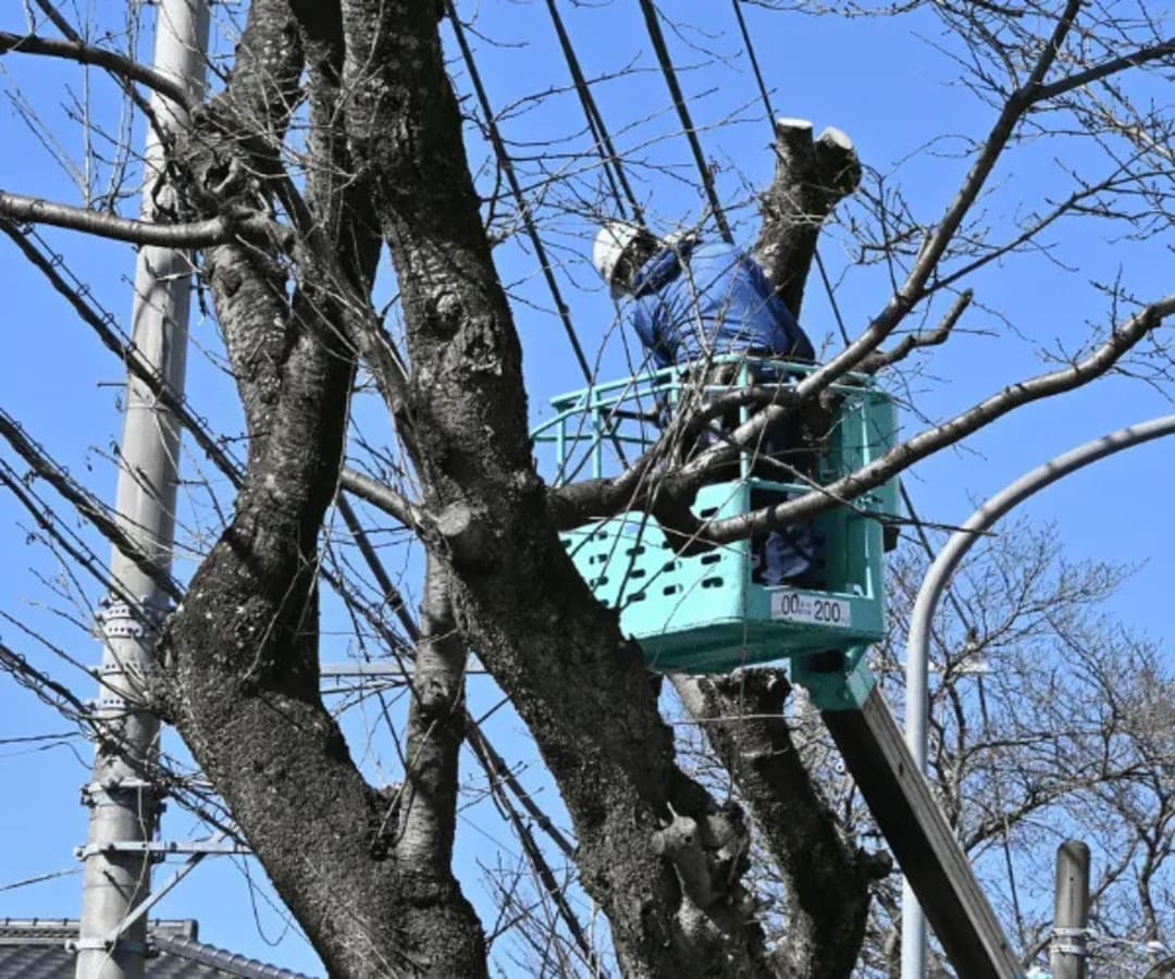Tree pruning for power lines with arborist working safely near service wires