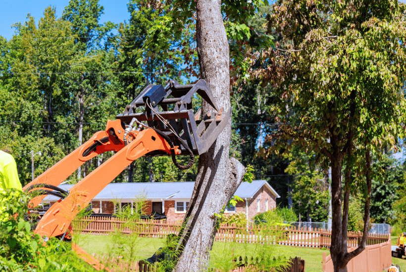 Heavy machinery grapple cutting and removing tree section safely