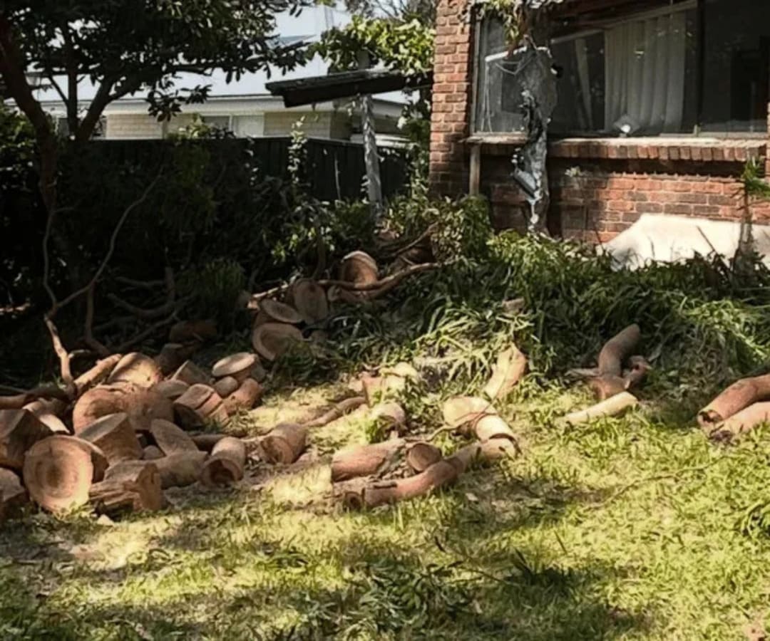 Freshly cut timber and tree lopping site cleanup