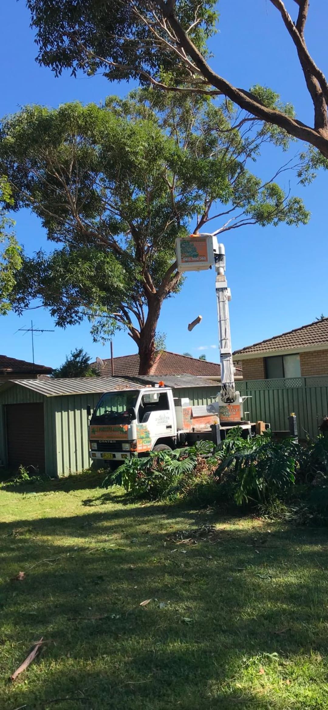 Cherry picker bucket truck pruning tall gum tree