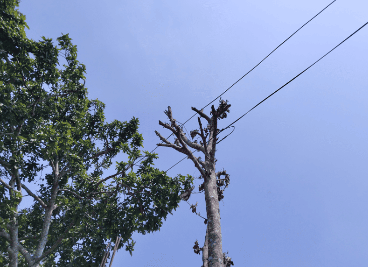 Tree pruned back with clear safe clearance from overhead power service lines