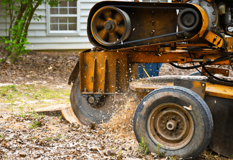 Stump grinding machinery cutting through large tree stump in Cooranbong
