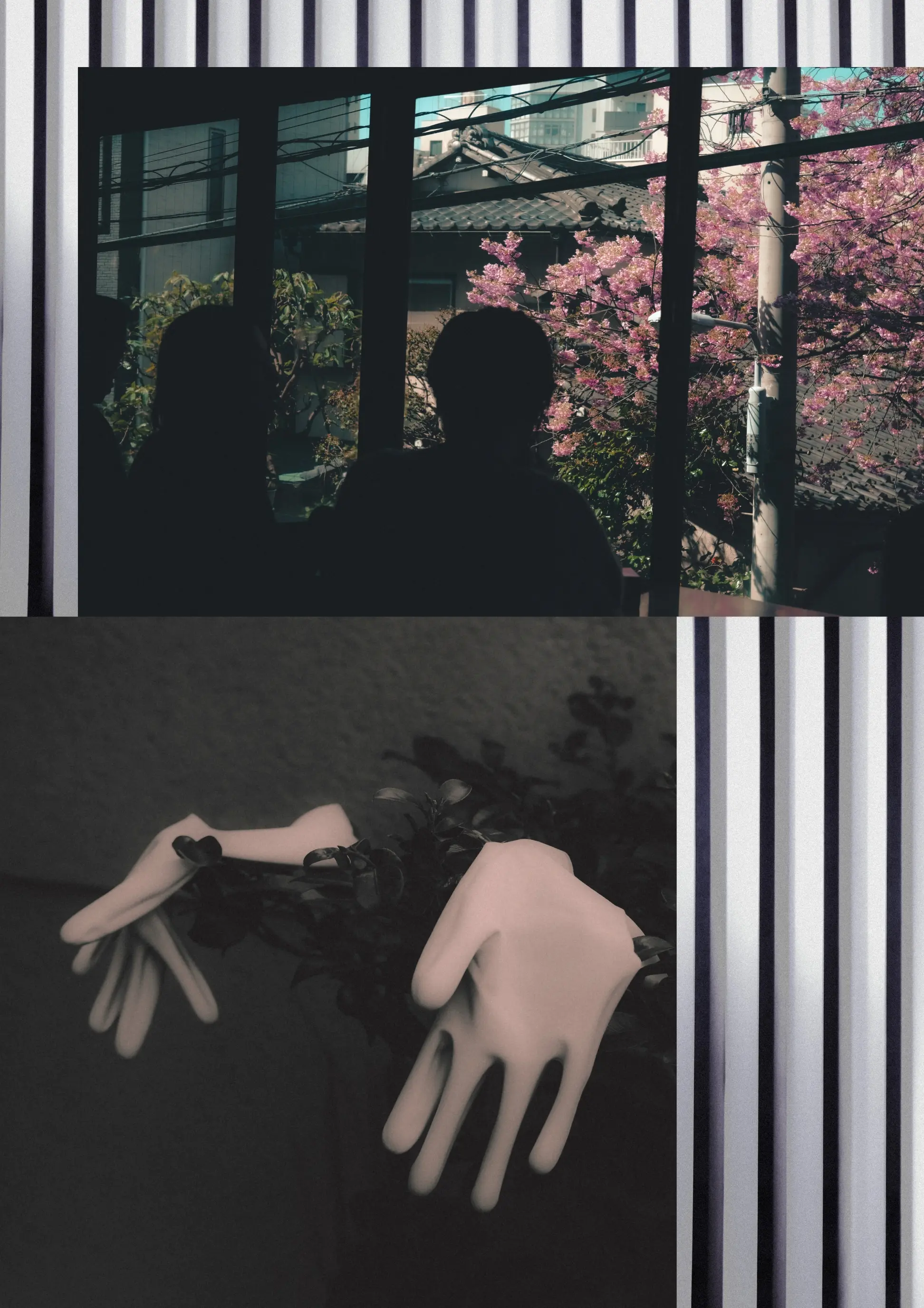 Split diptych with window silhouettes framing cherry blossom tree and botanical gloves resting on foliage