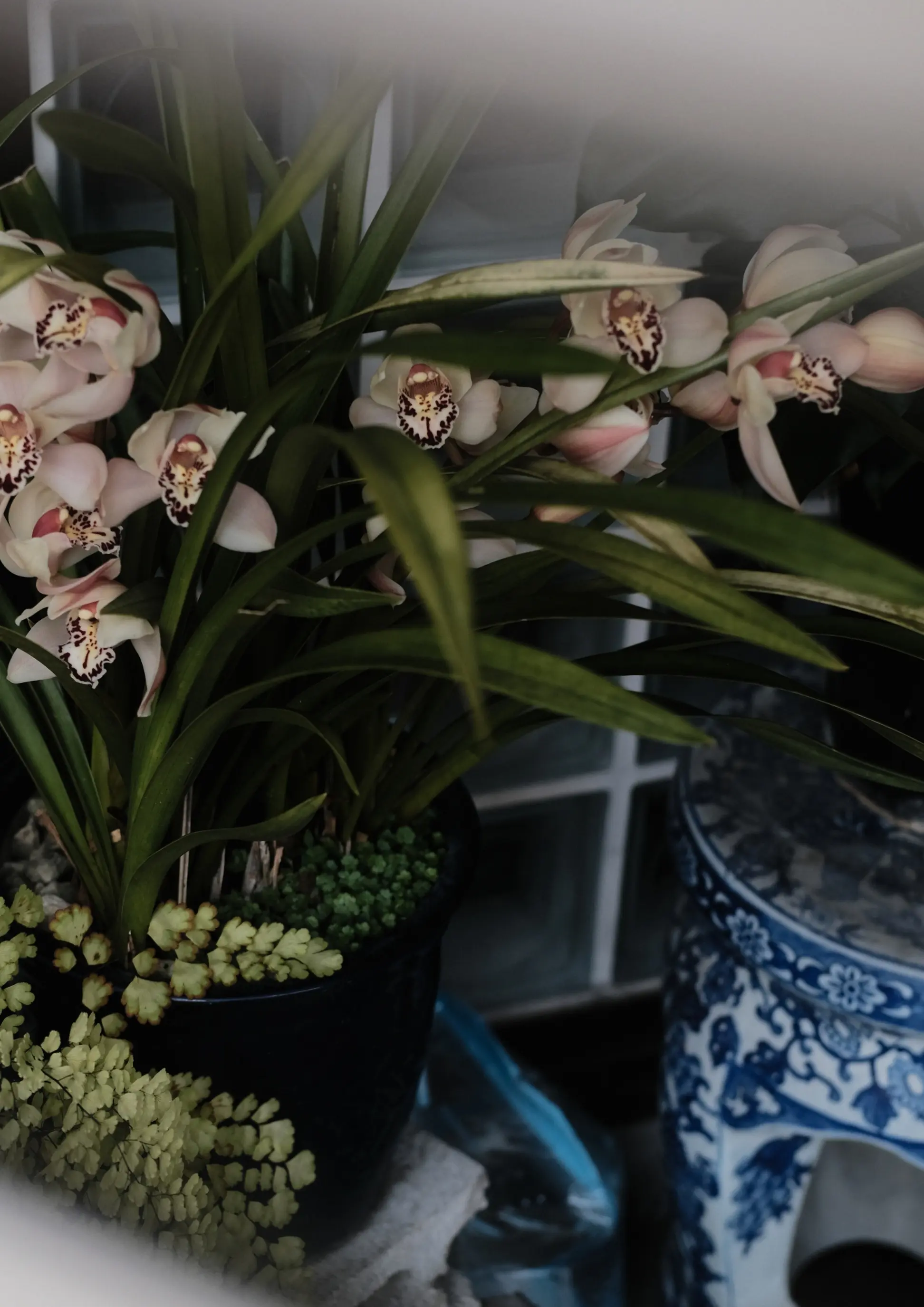 Cymbidium orchid blooms and delicate maidenhair ferns alongside blue-and-white porcelain stool