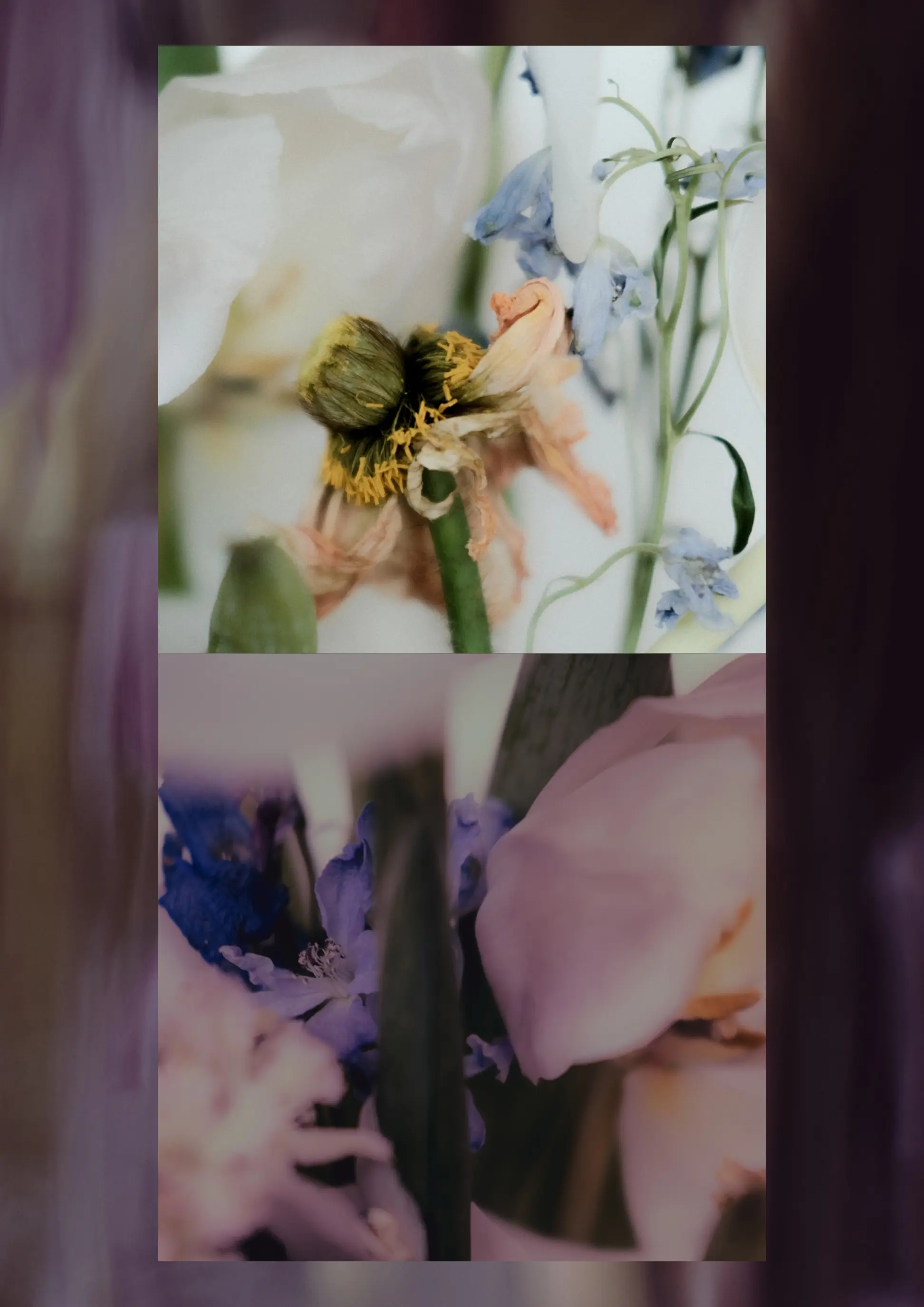 Macro botanical diptych of delicate pastel blooms, anemones and drying seed heads