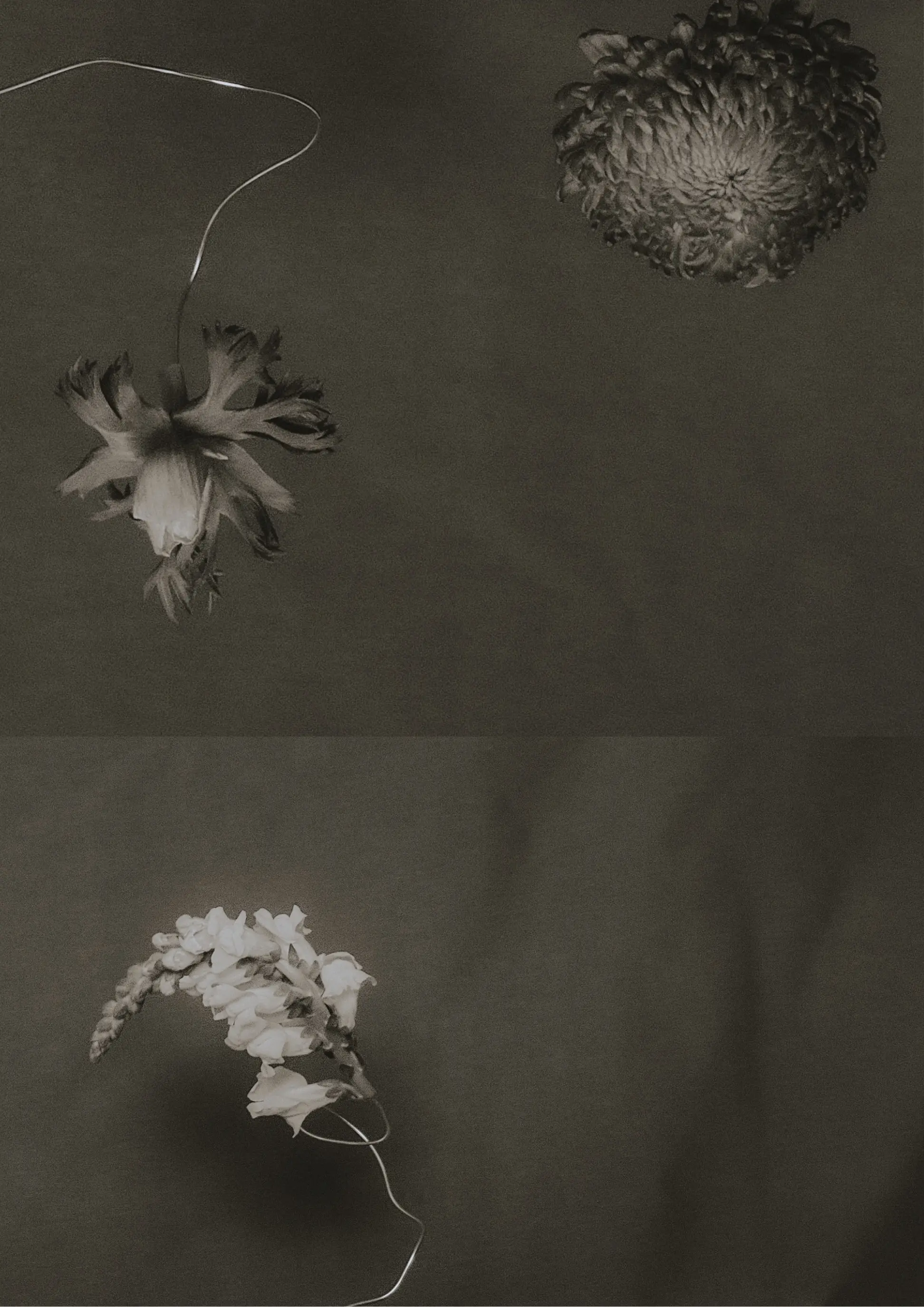 Split botanical composition pairing delicate desiccated seedheads with sculptural stems