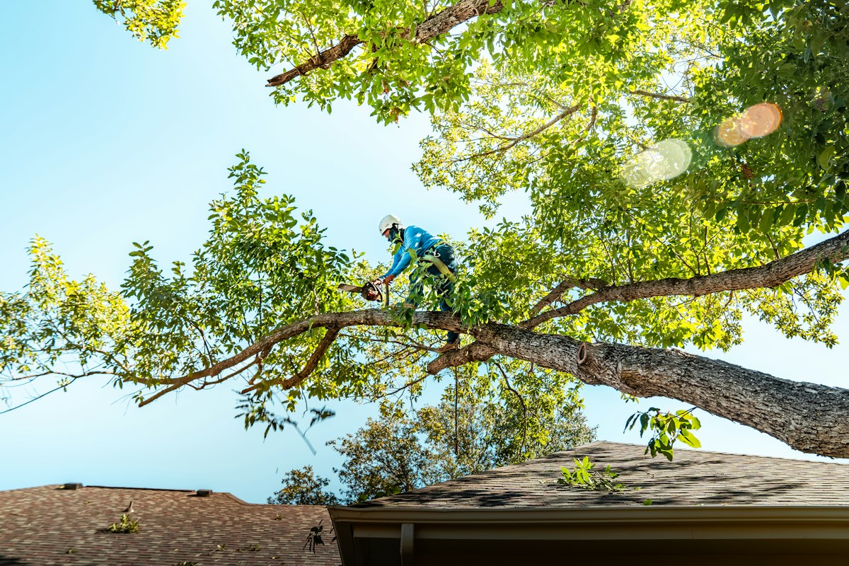 Landscaping & Tree Services