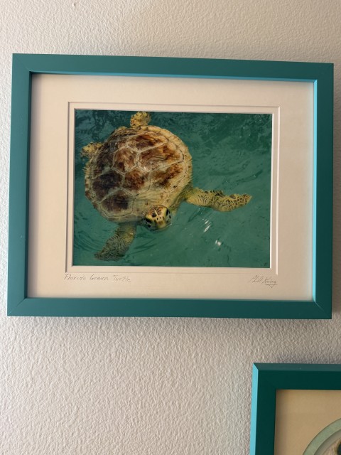 Framed Florida Green Turtle photograph in teal frame