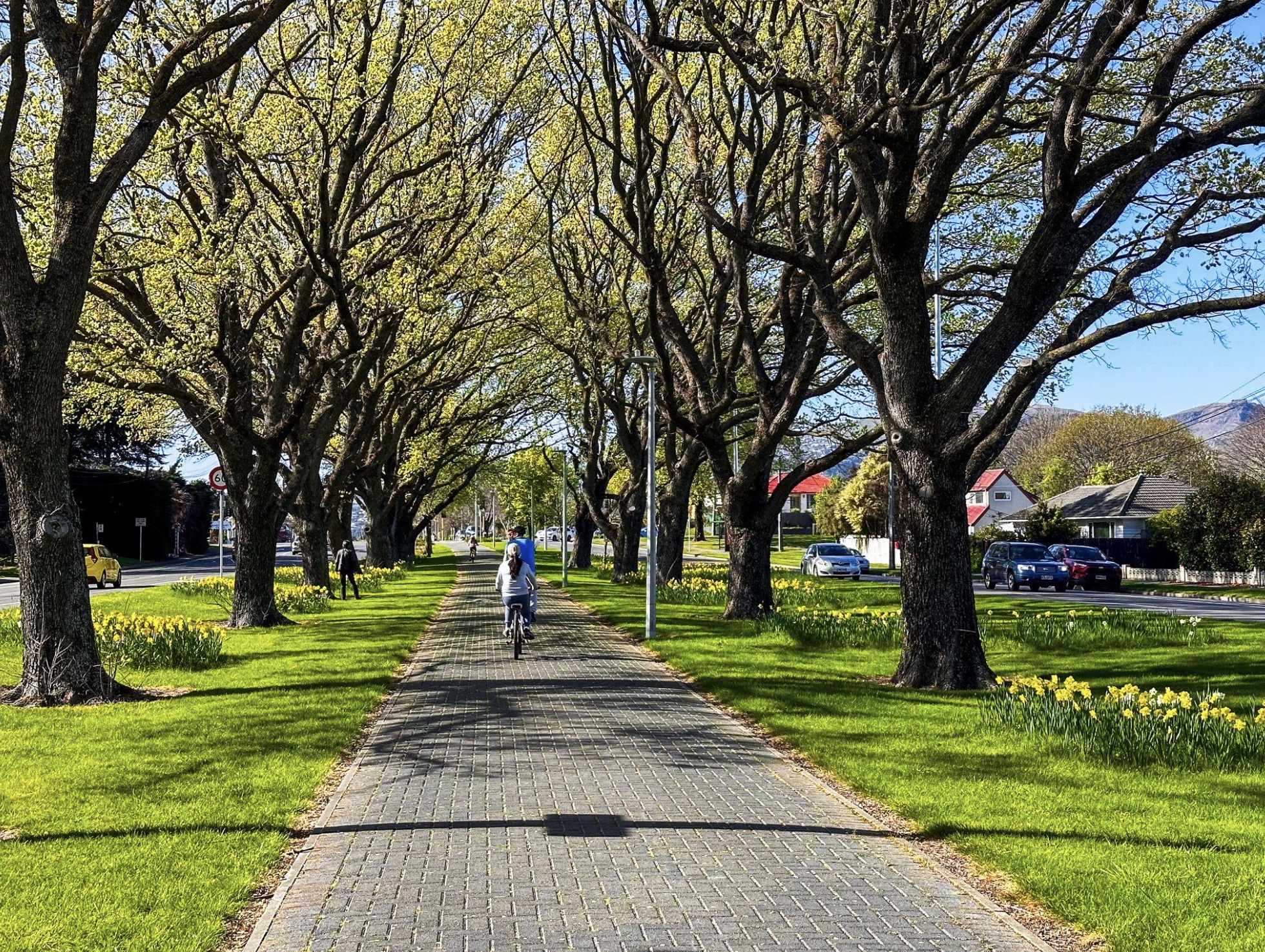 Tree-lined Linwood Avenue shared path with cyclists and daffodils