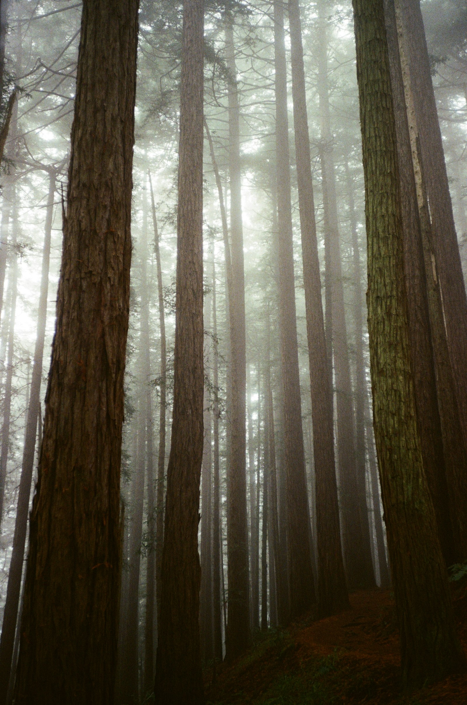 Moody redwood forest of tall trees in soft mist