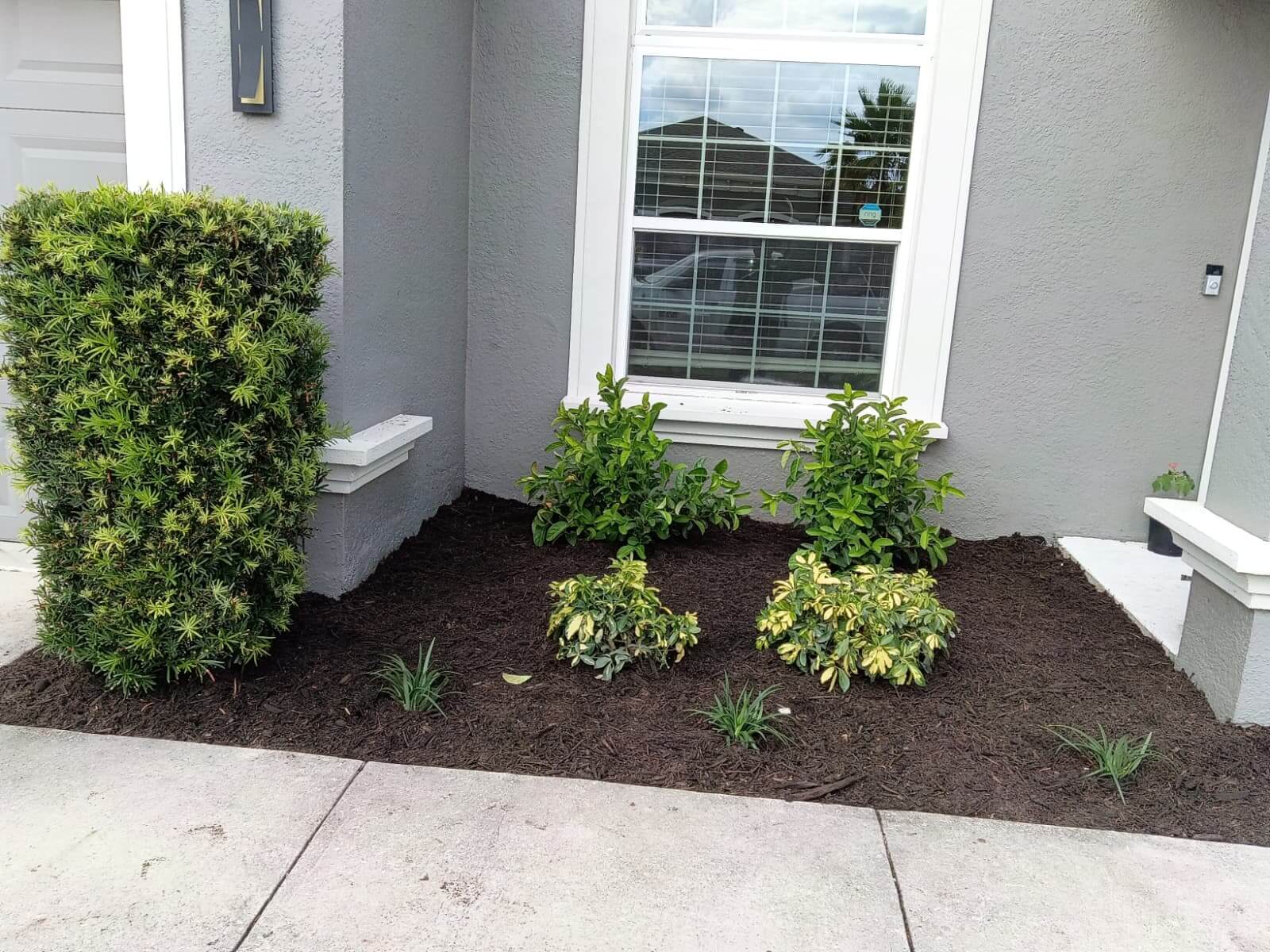 Perimeter planter with black mulch, trimmed hedge and decorative shrubs
