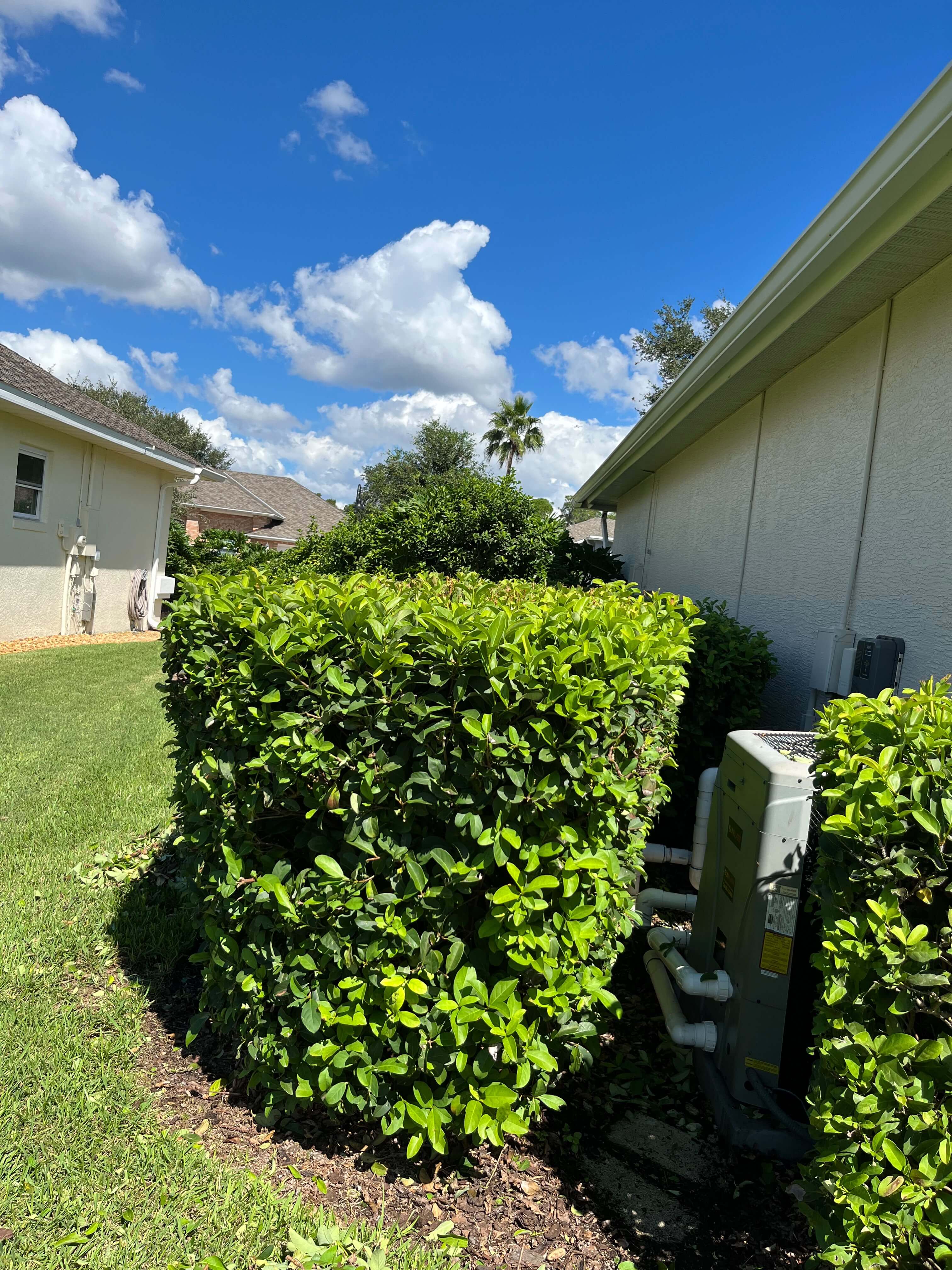Geometric shaping and trimming of garden shrubs