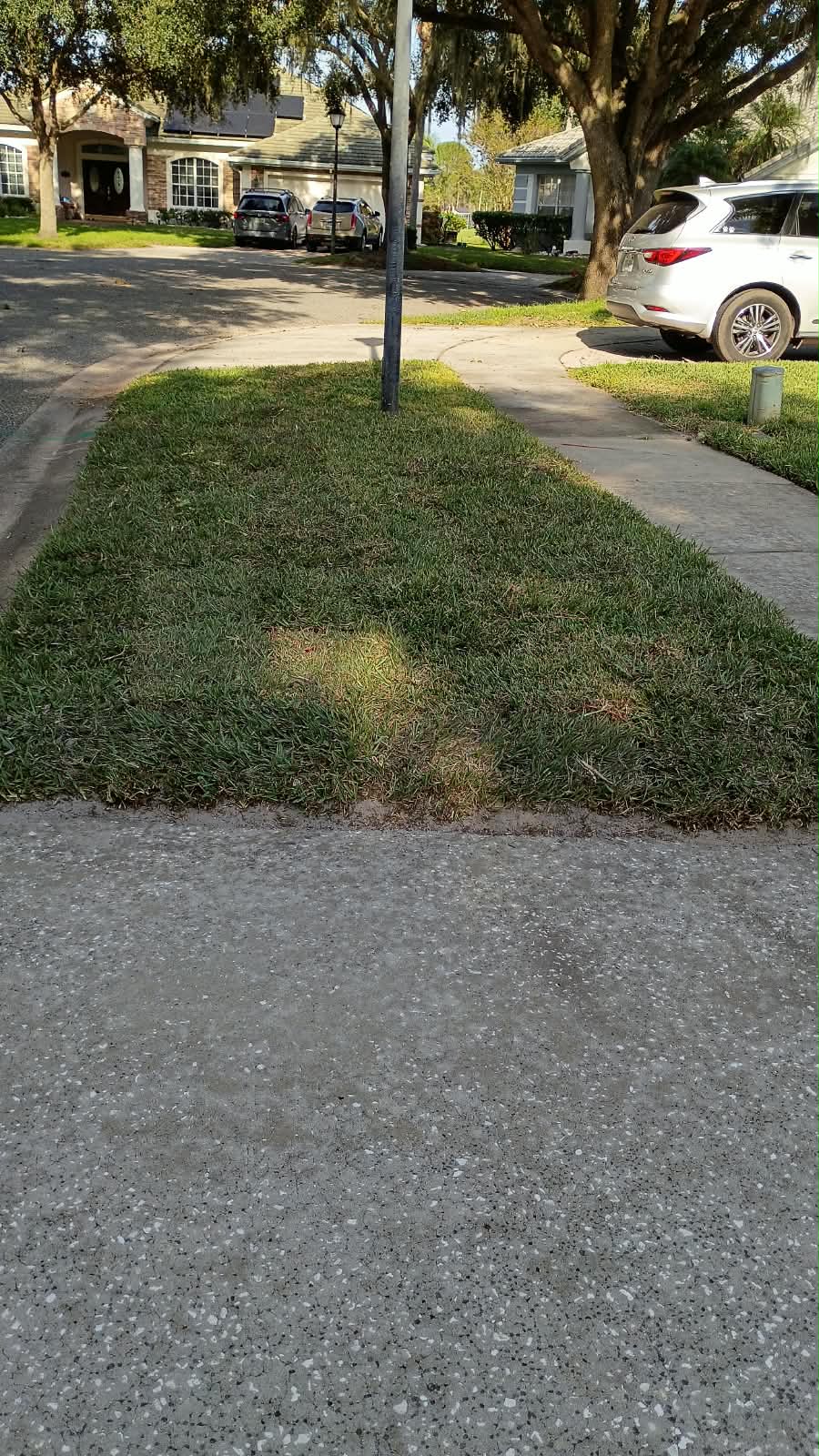 Uniform new lawn installation beside a sidewalk