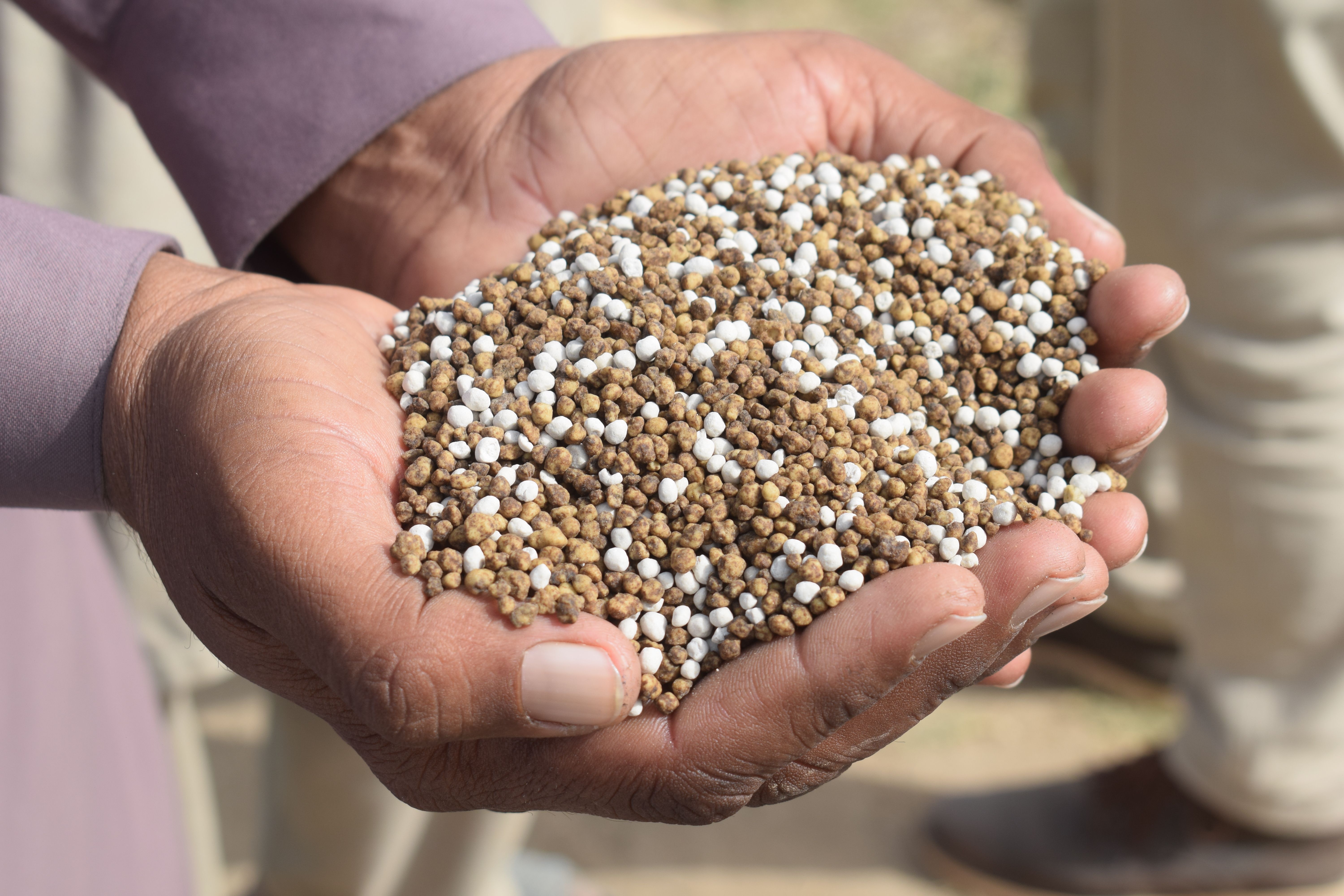 Hands holding high-grade lawn fertilizer granules
