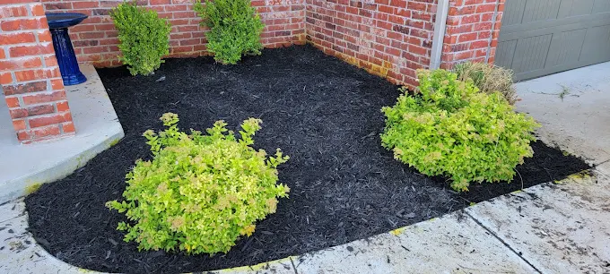 Fresh black mulch garden bed with bright shrubs along a brick wall