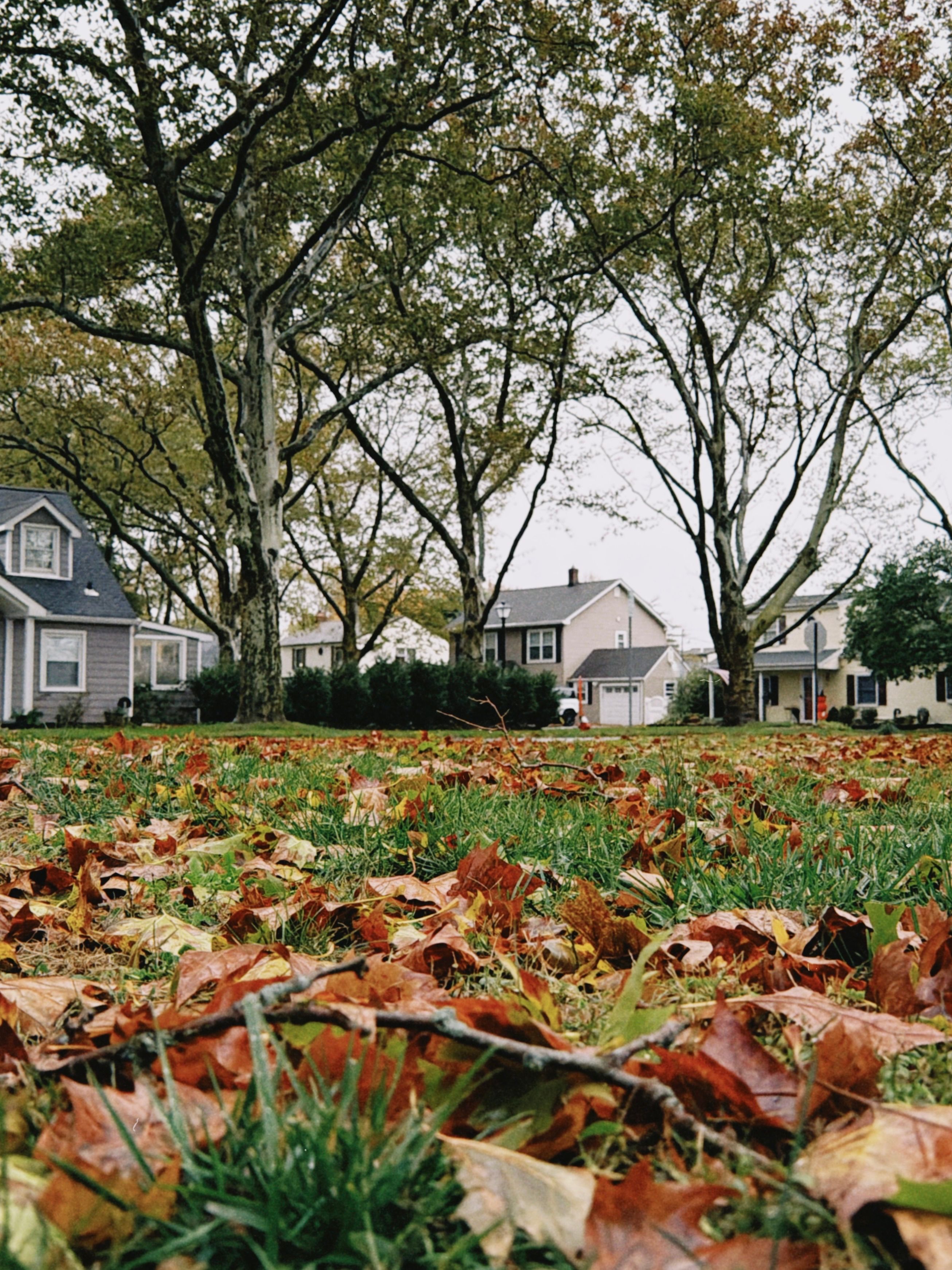 Autumn leaves covering a residential lawn ready for seasonal leaf removal