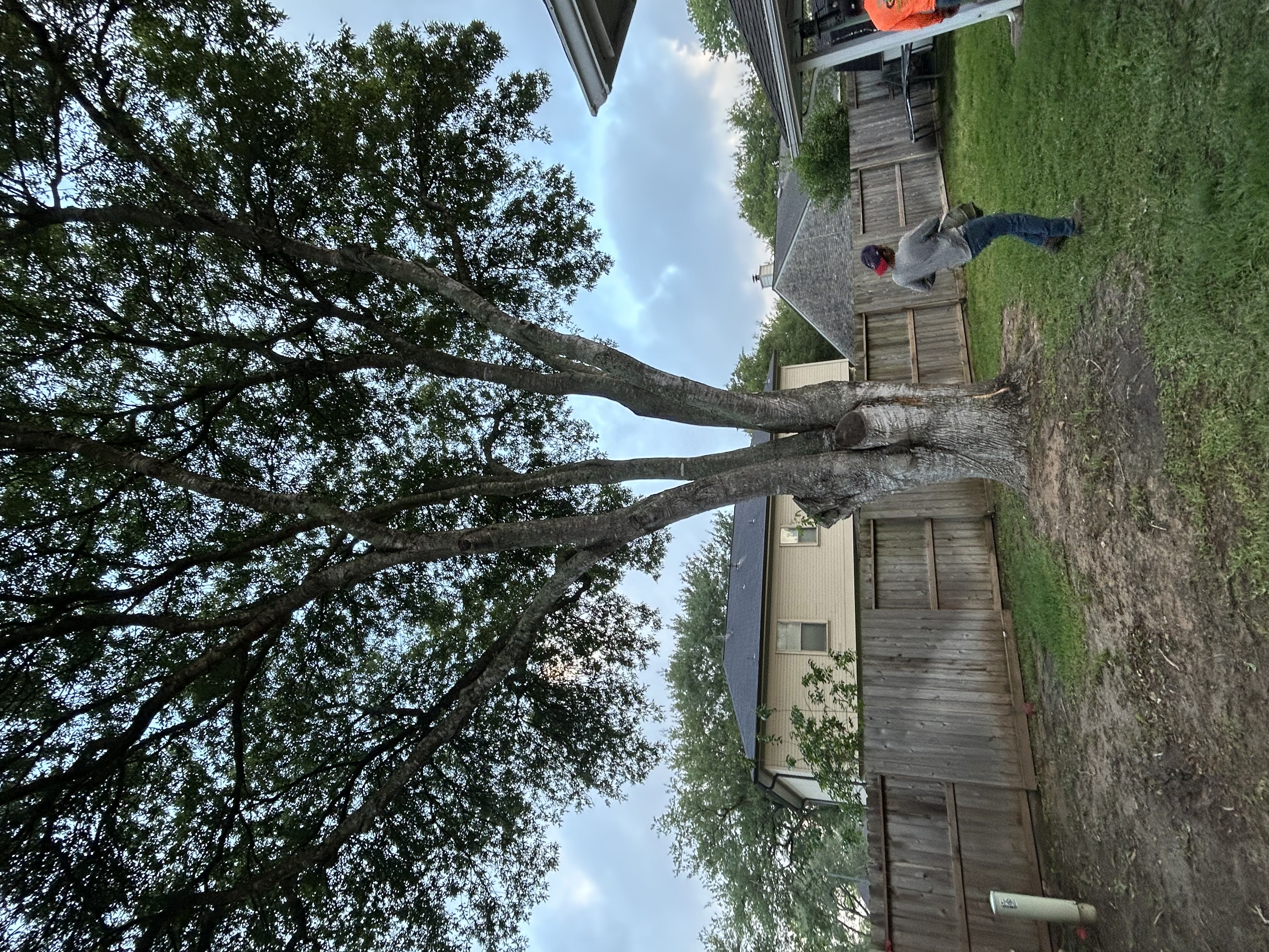 Large Backyard Oak Removal — Before We Start