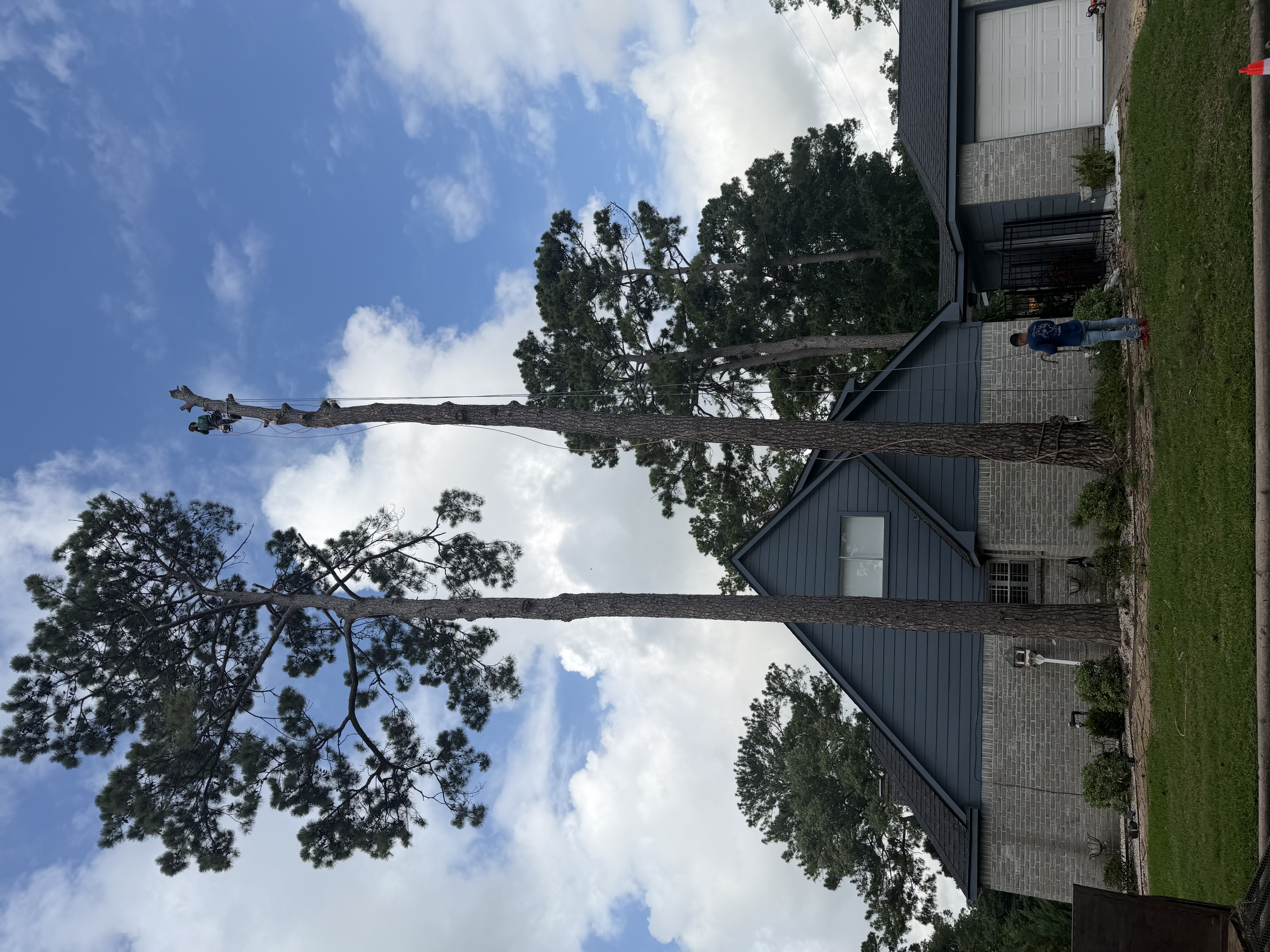 Two Tall Pines Safely Removed Over the House