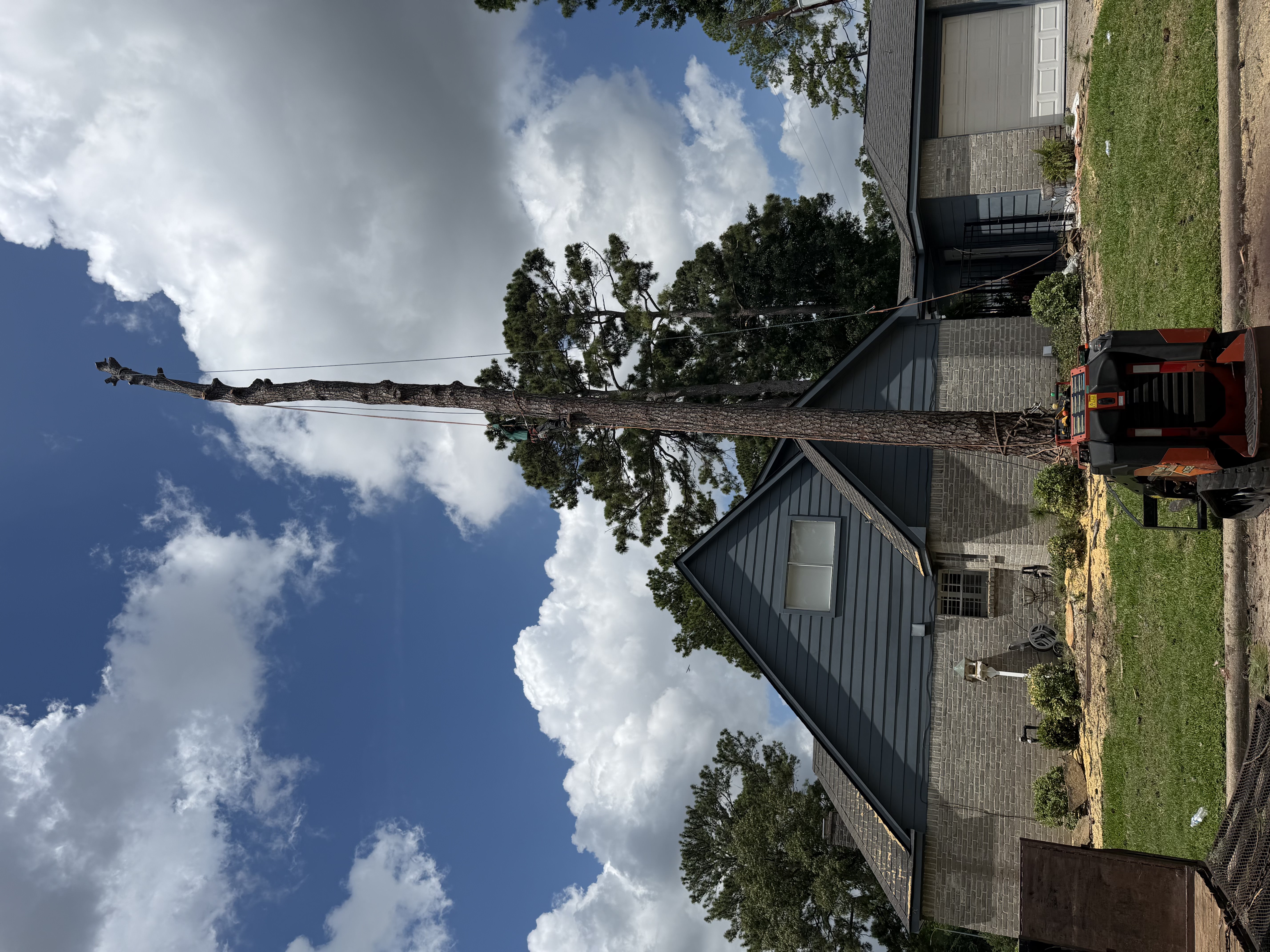 Equipment Pulls Tall Pine Down Into Open Yard