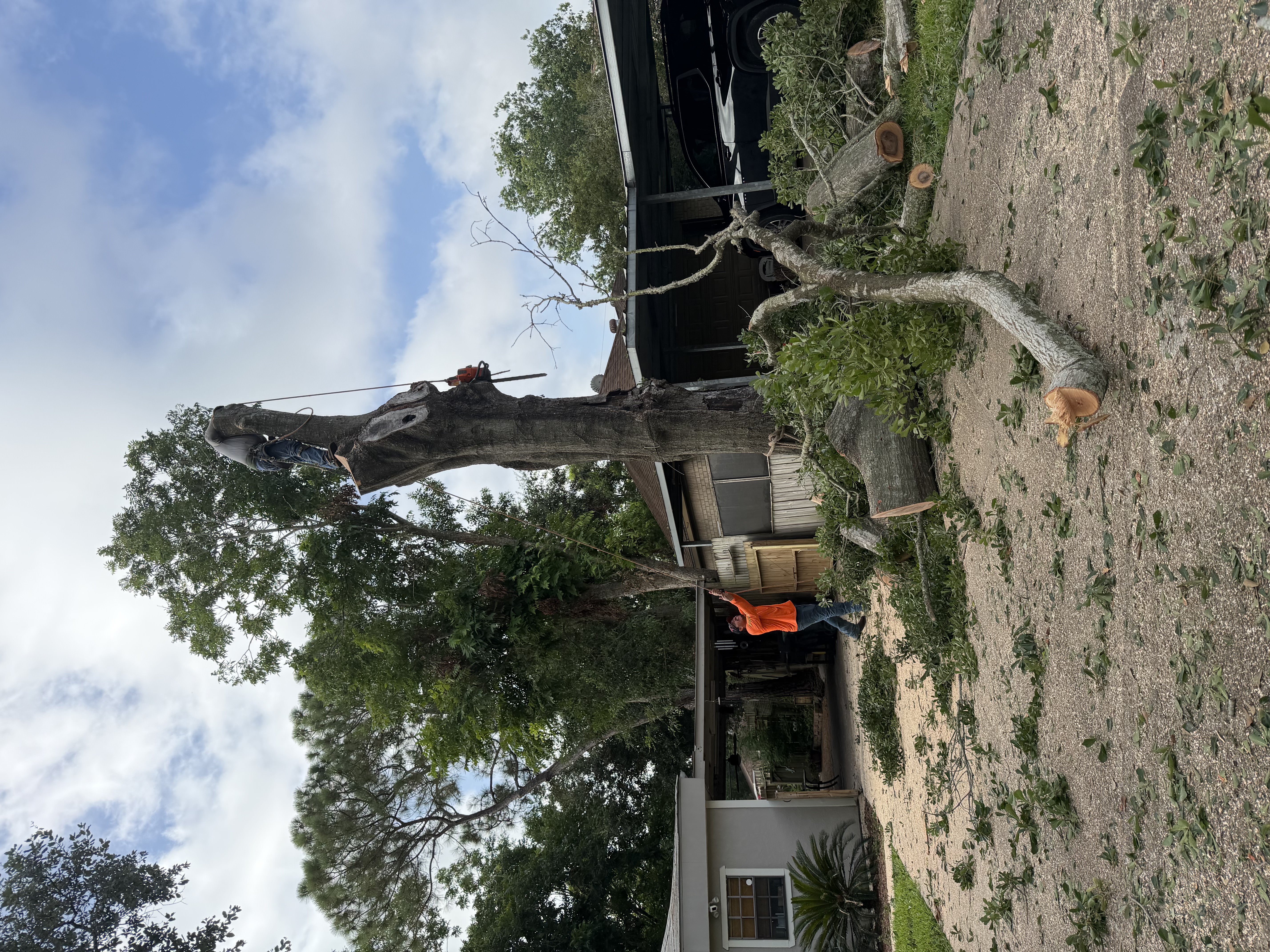 Huge Oak Removed Right Next to the Driveway