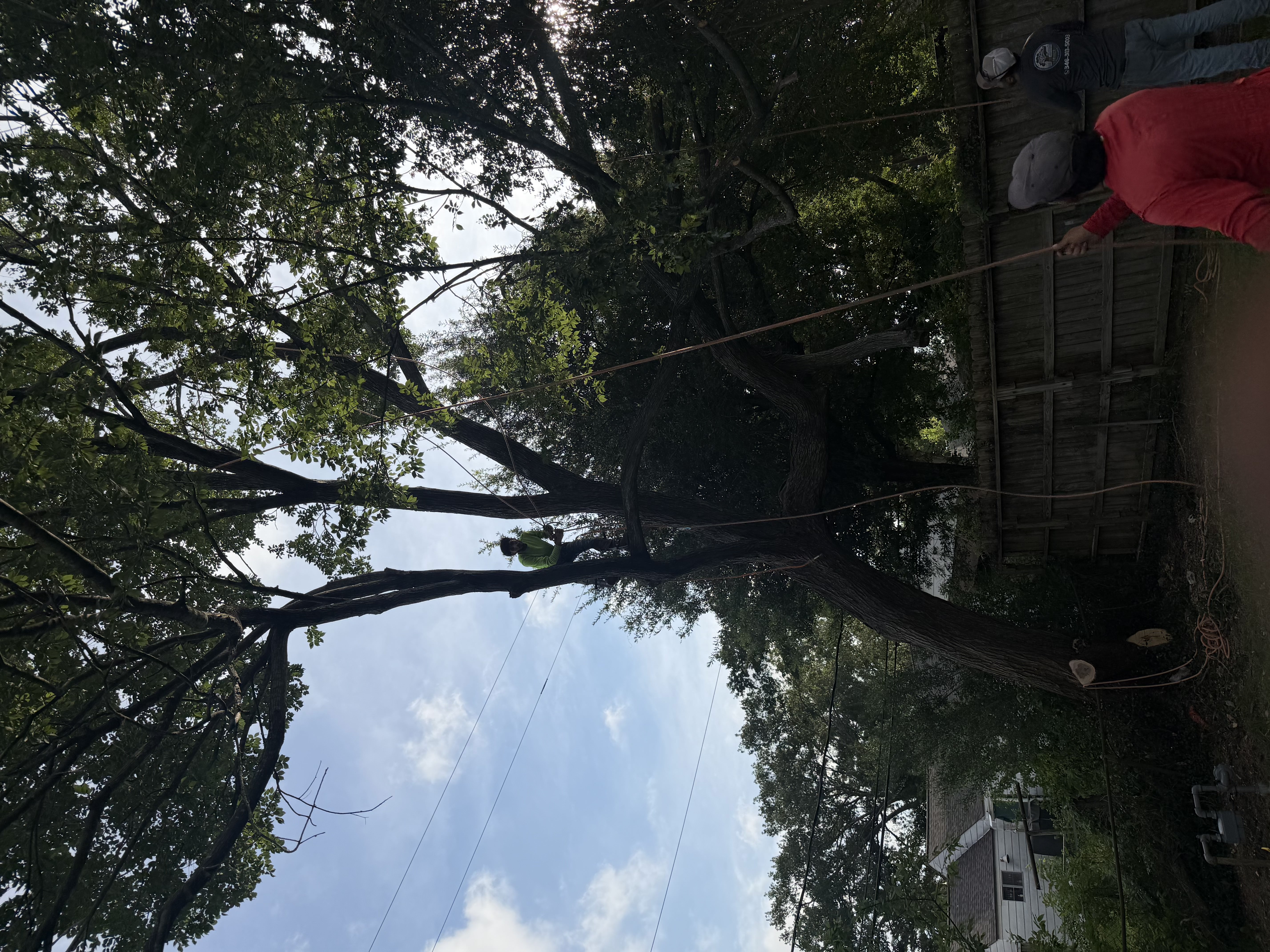 Crew Controlling Heavy Branches With Ropes