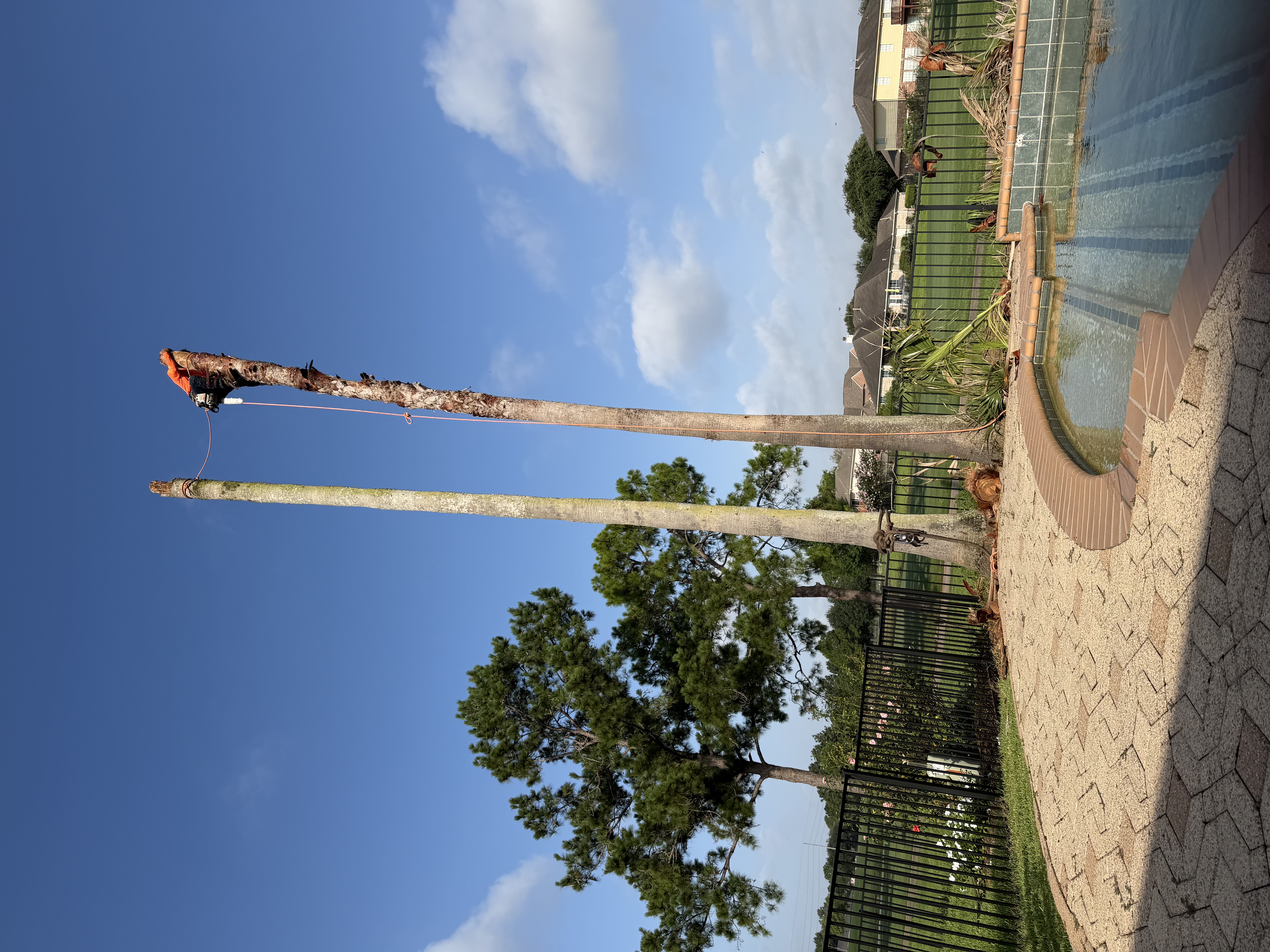 Lowering Palm Trunk Section by Section