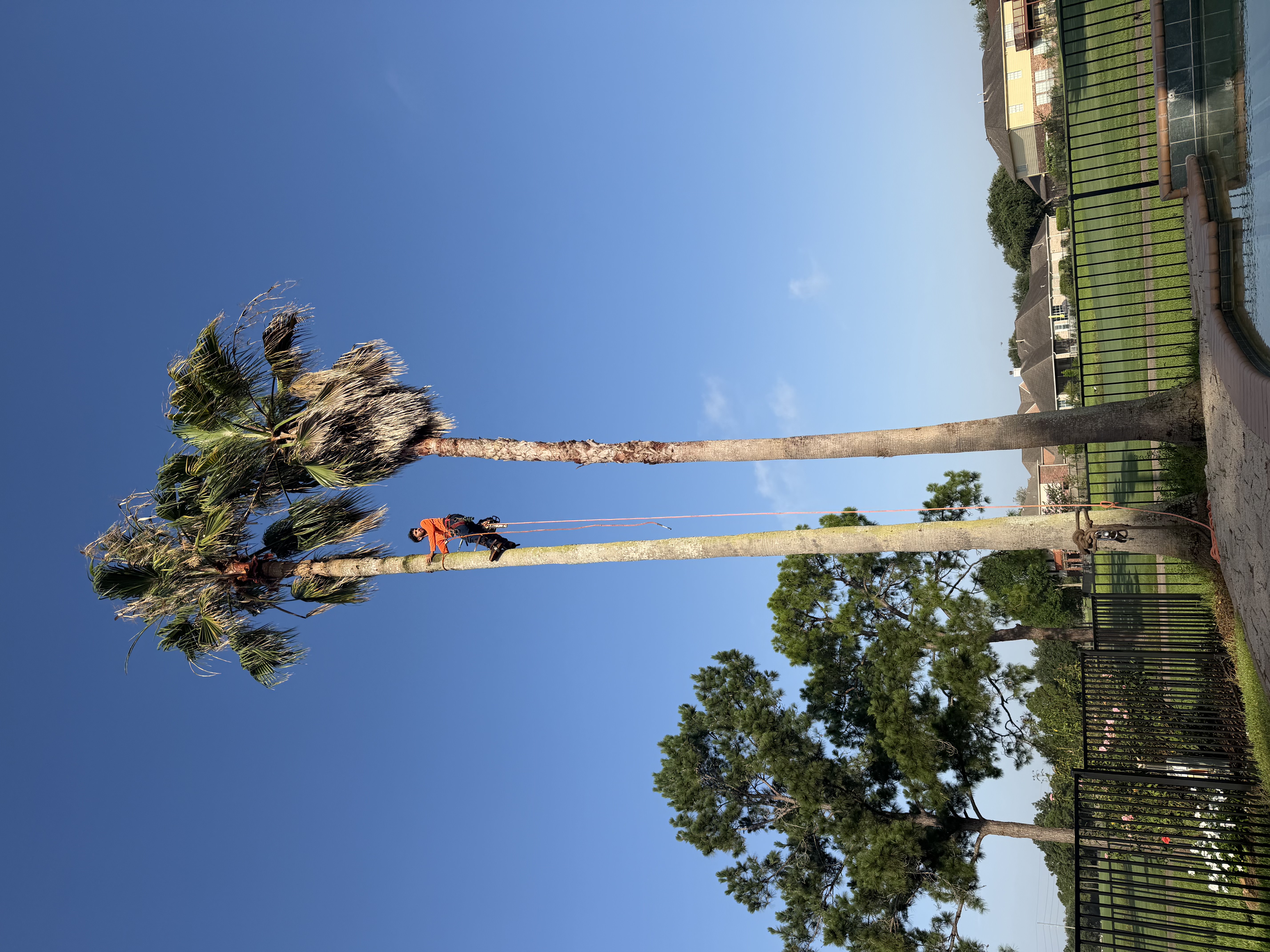 Palm Tree Removal Right Next to Swimming Pool