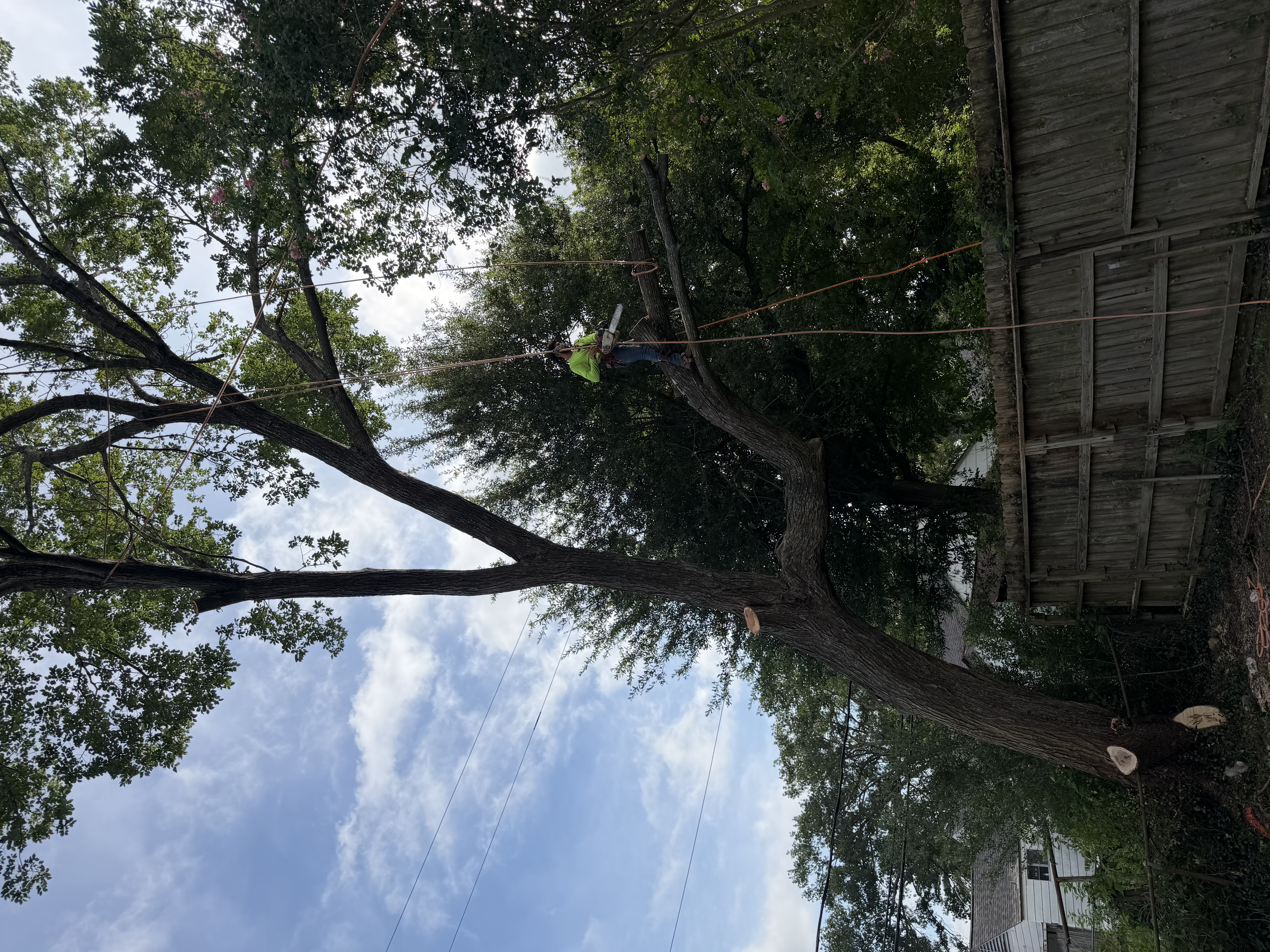 High Branch Trimming in Pearland