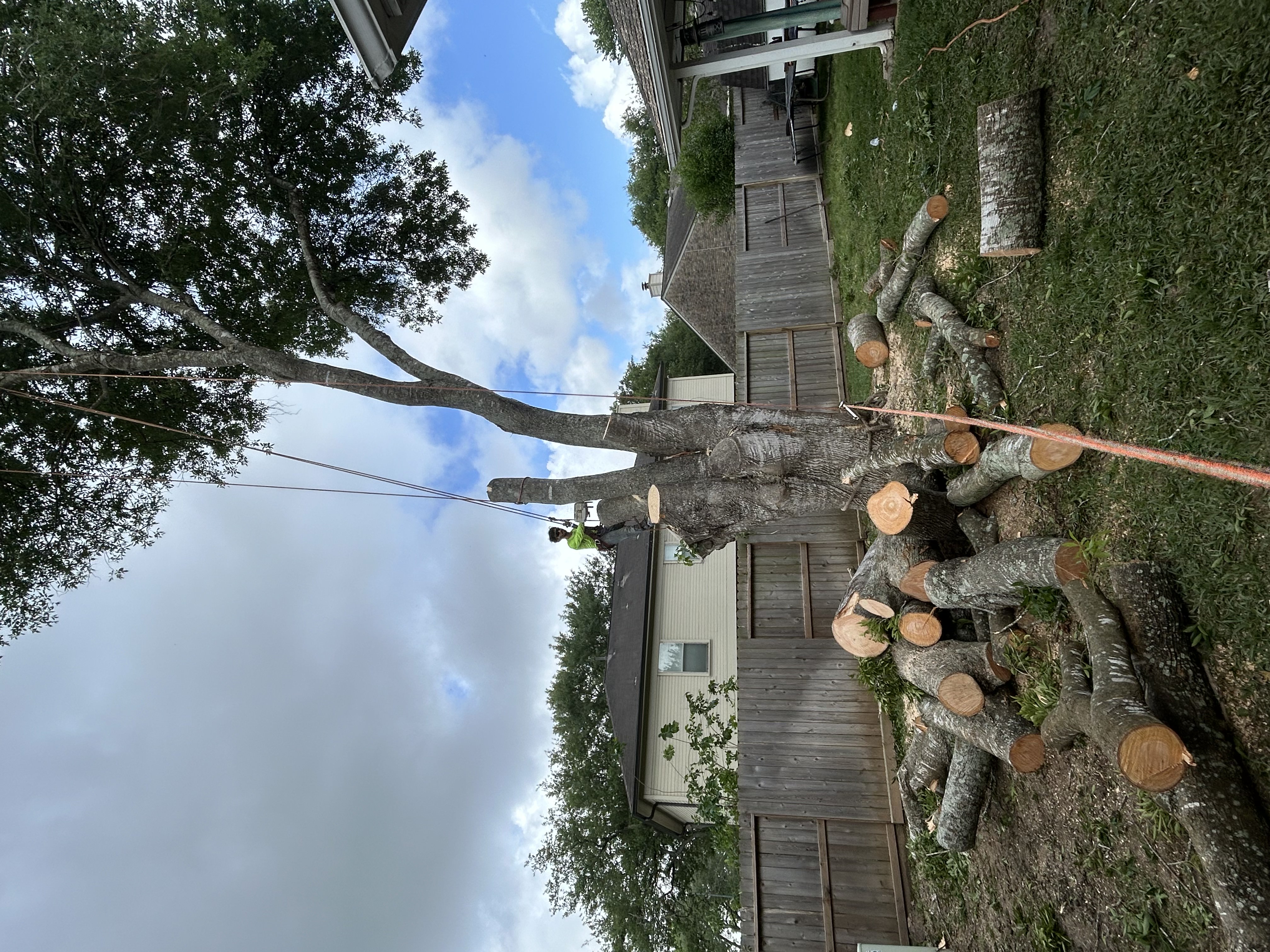 Cutting the Main Oak Trunk