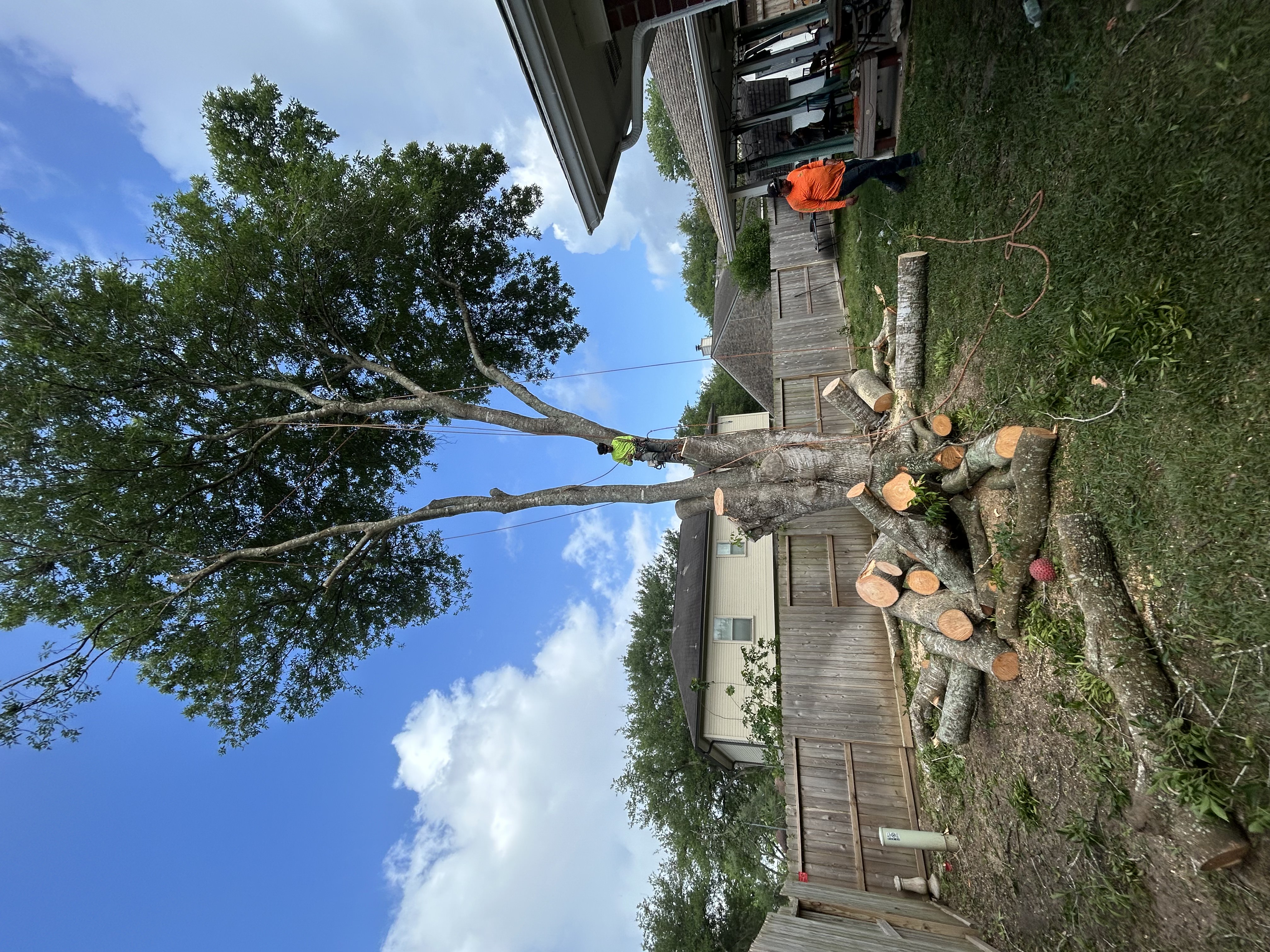 Climber Trimming Oak Branches Over the Fence