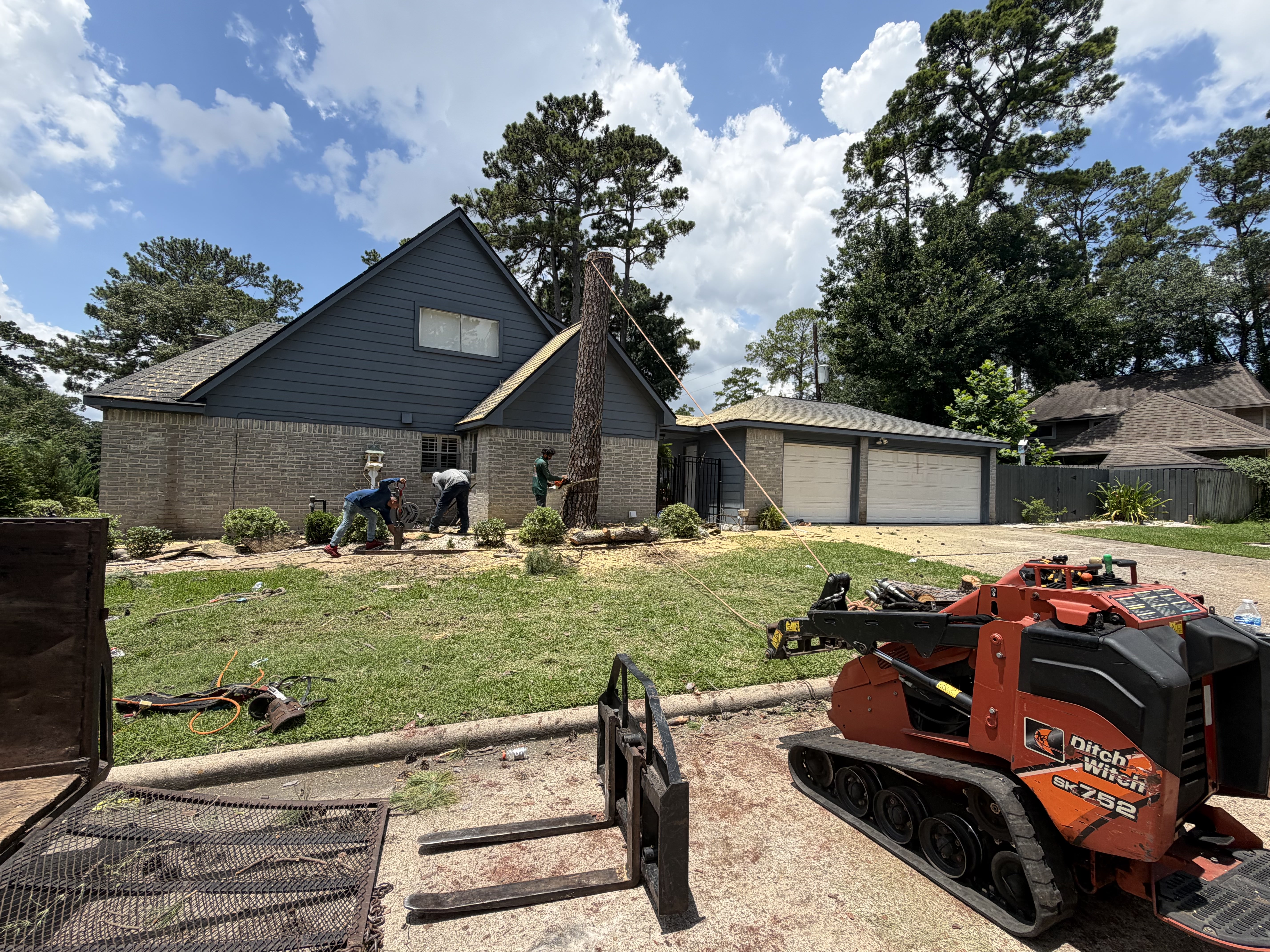 Large Pine Trunk Safely Cut & Dropped